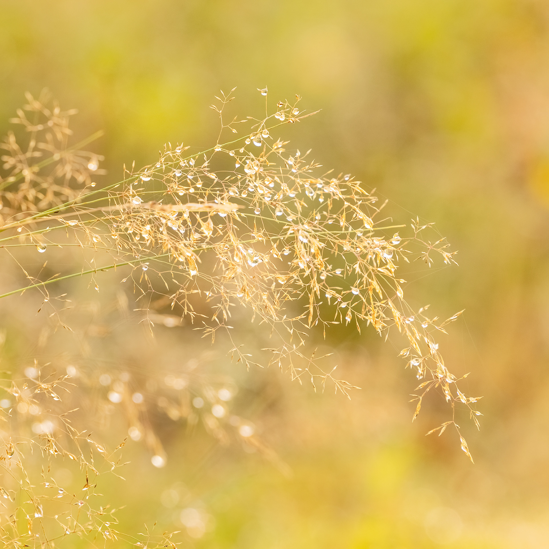 Sparkles