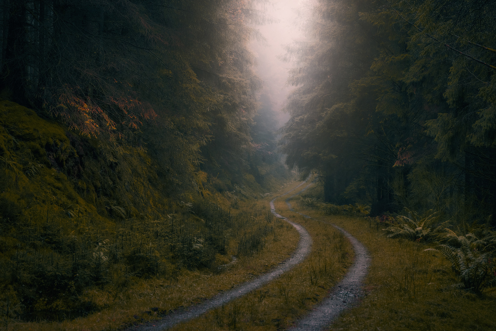 Loch Ard Forest