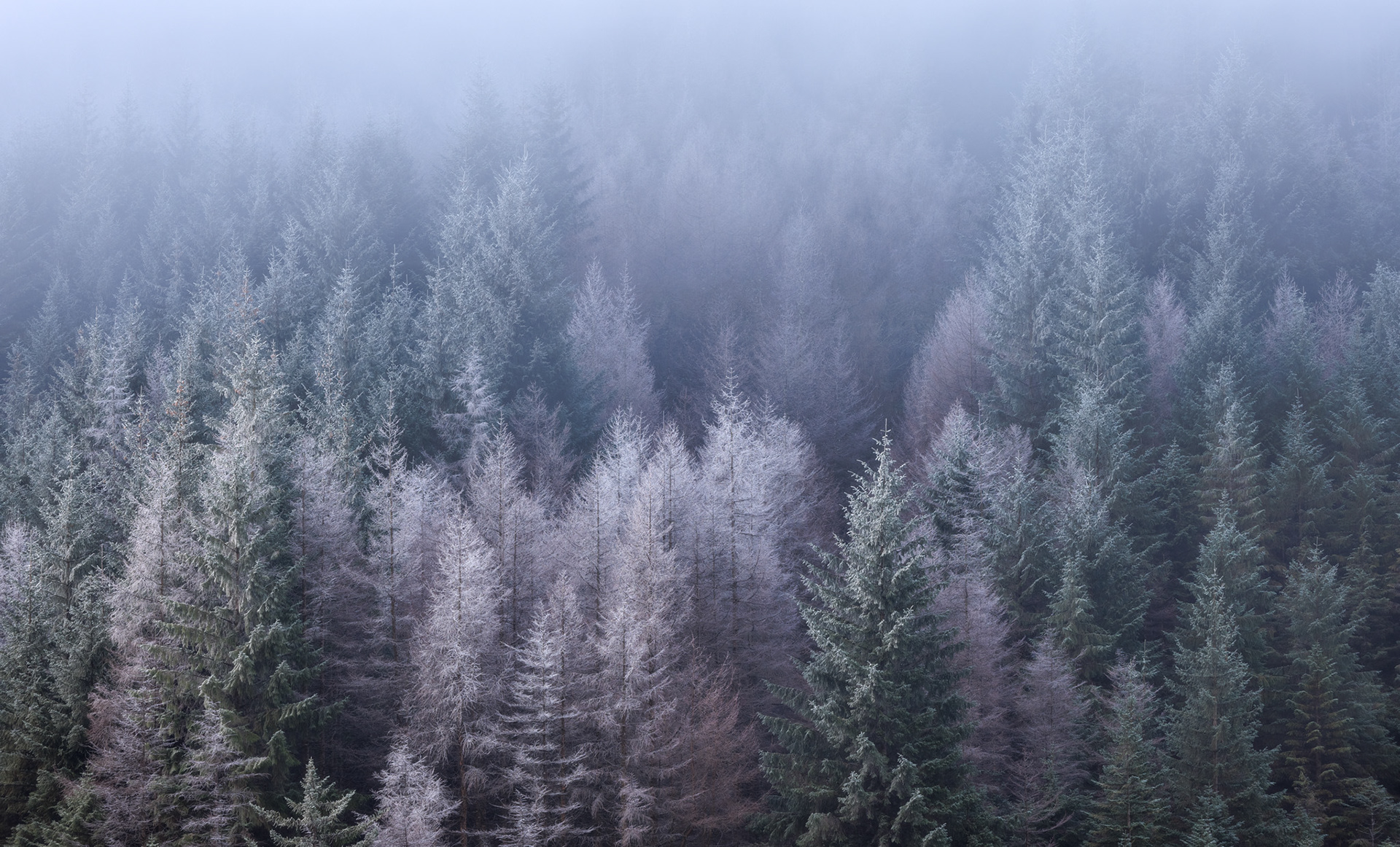 Treetops