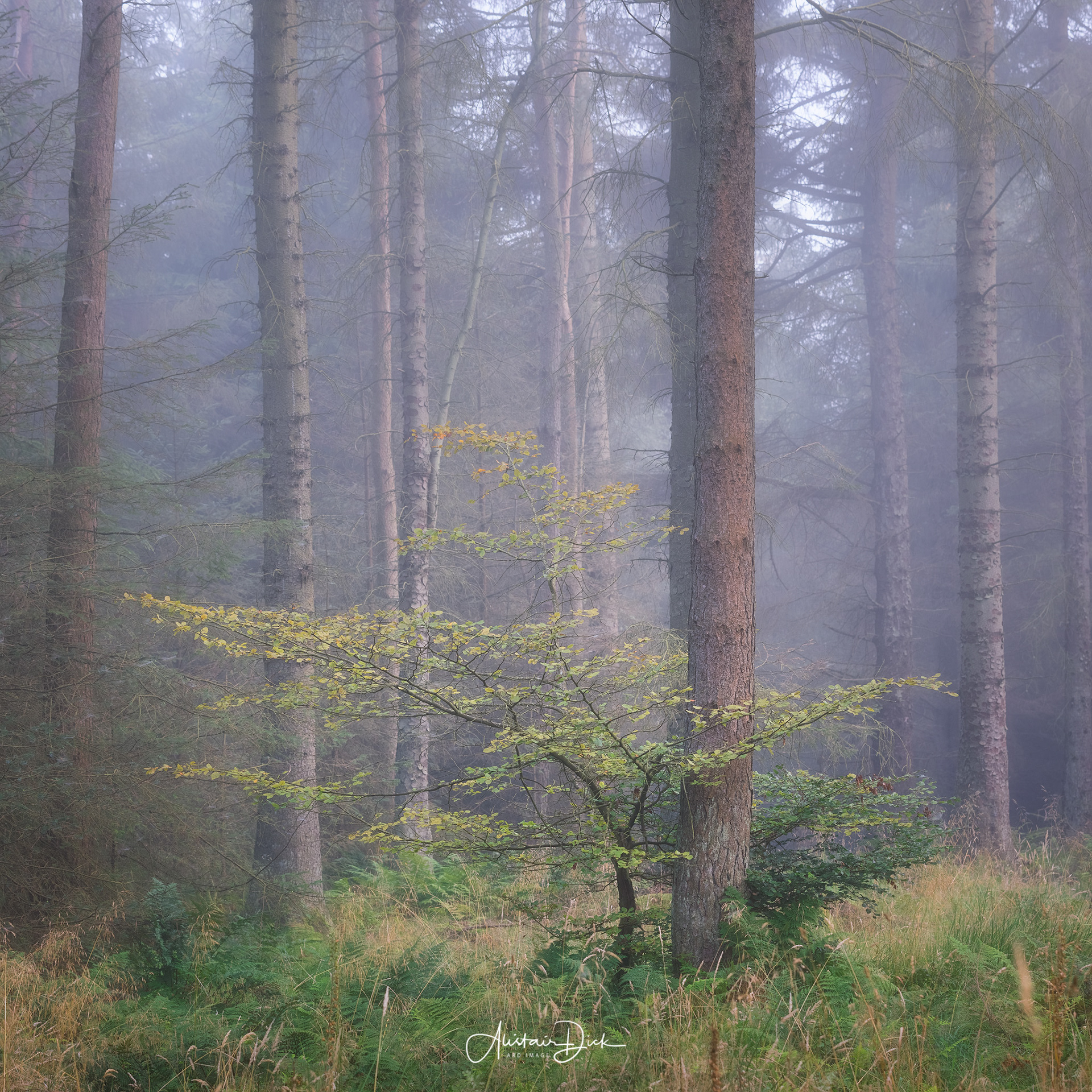 Sapling