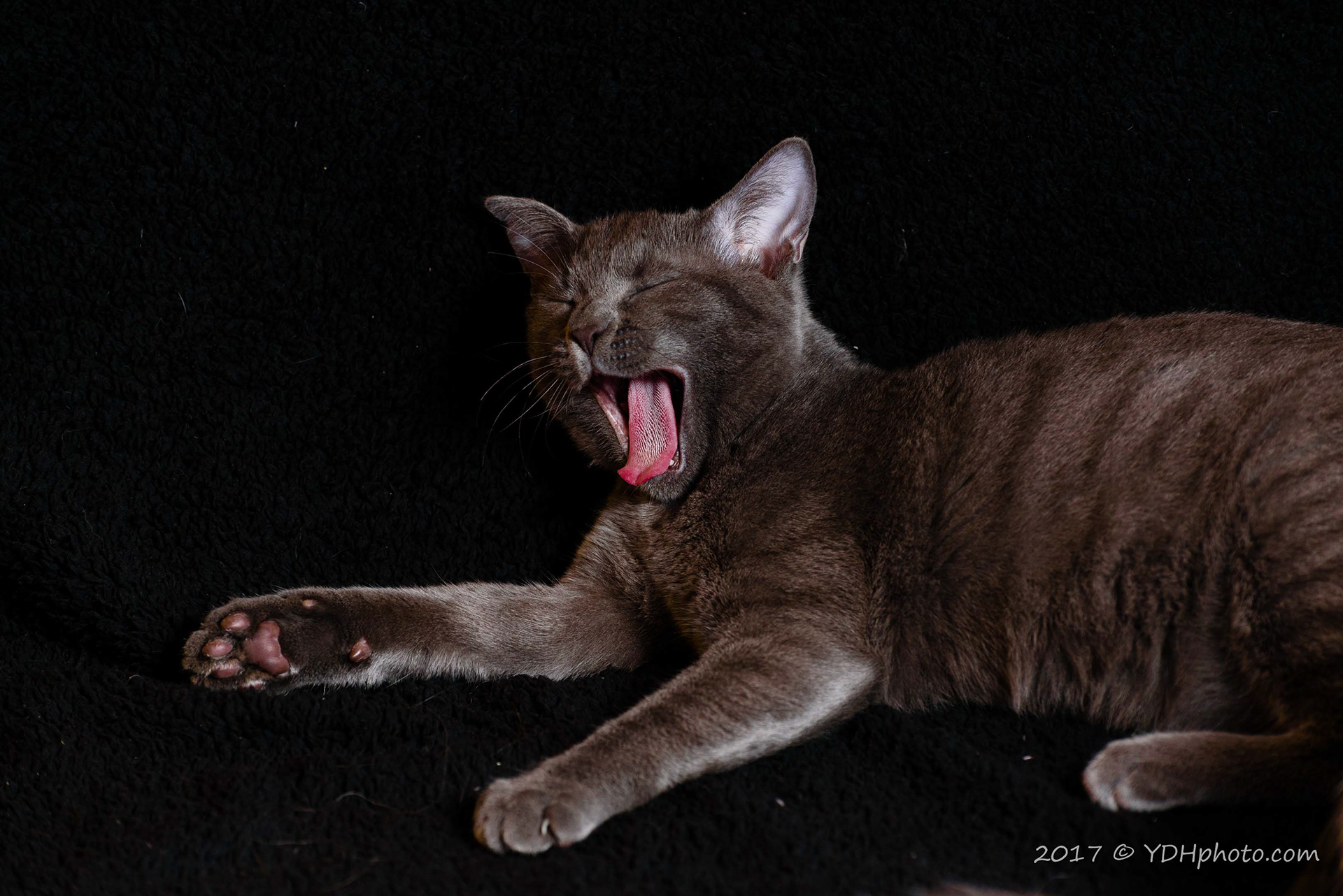 Kissa