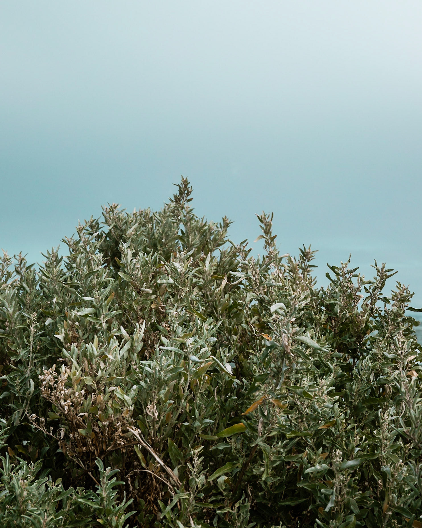 St Kilda #3