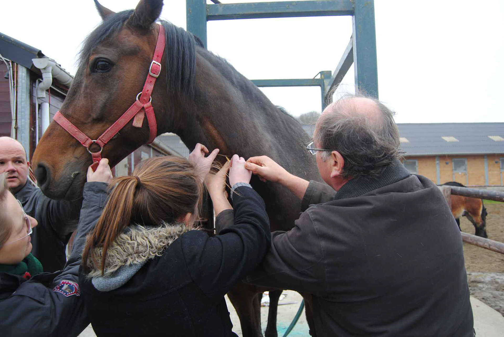 Pas toujours aisé de donner une pîqure à un cheval