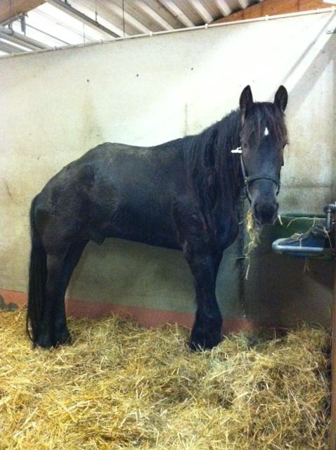 Astrakan à la Clinique Vétérinaire Universitaire de Liège