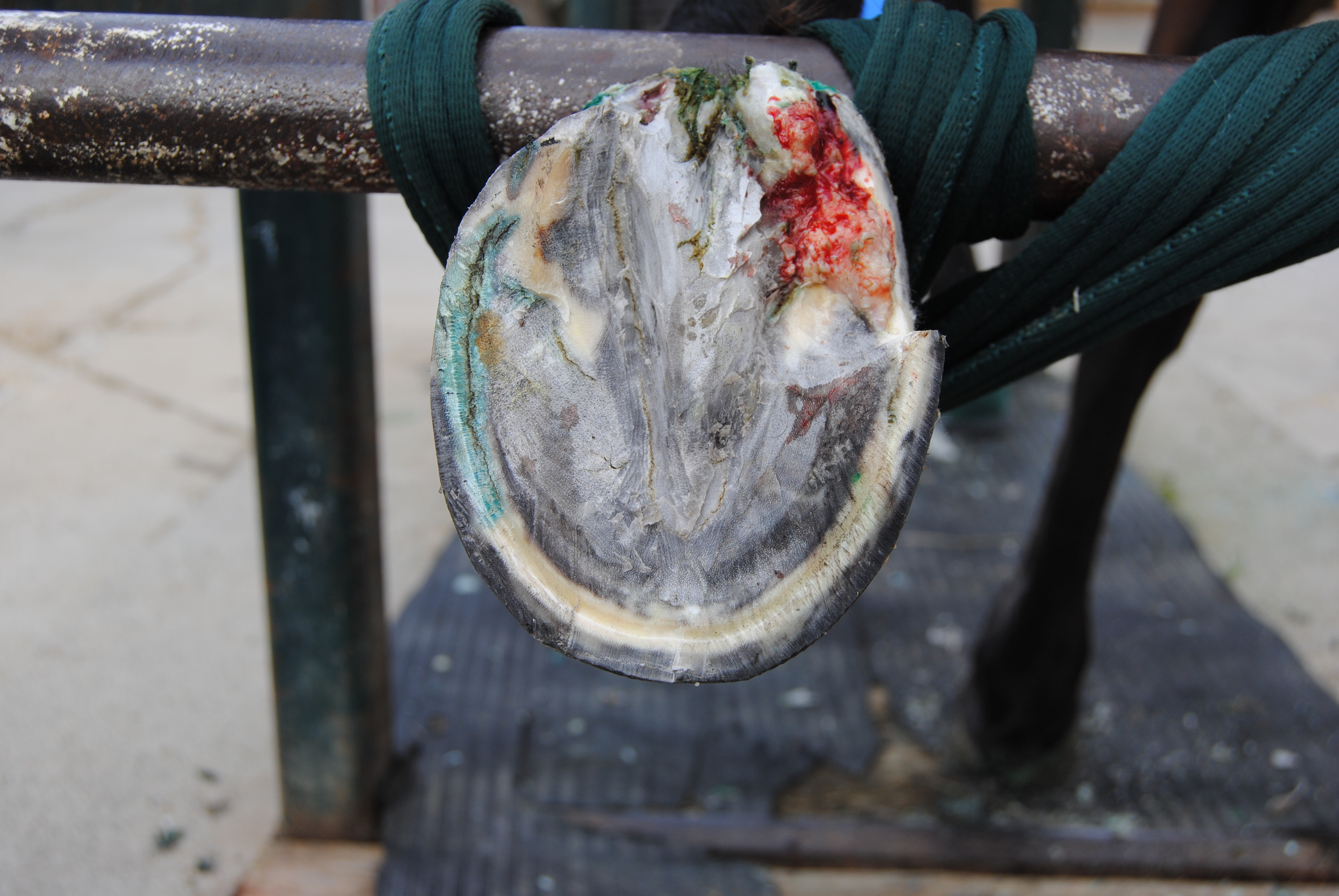 Pied atteint du crapaud