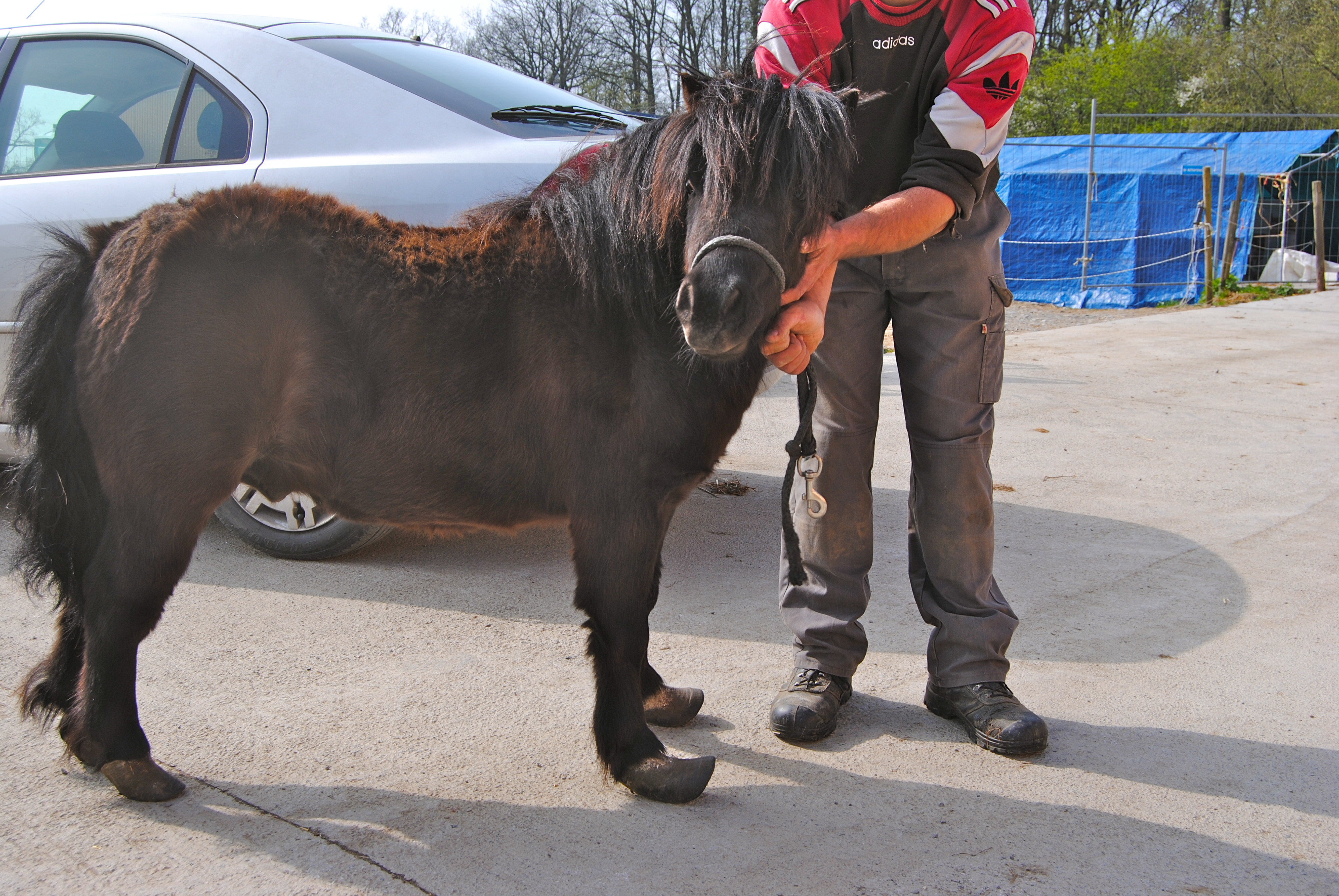 Les pieds de ce poney en disent long sur la qualité des soins de son propriétaire 