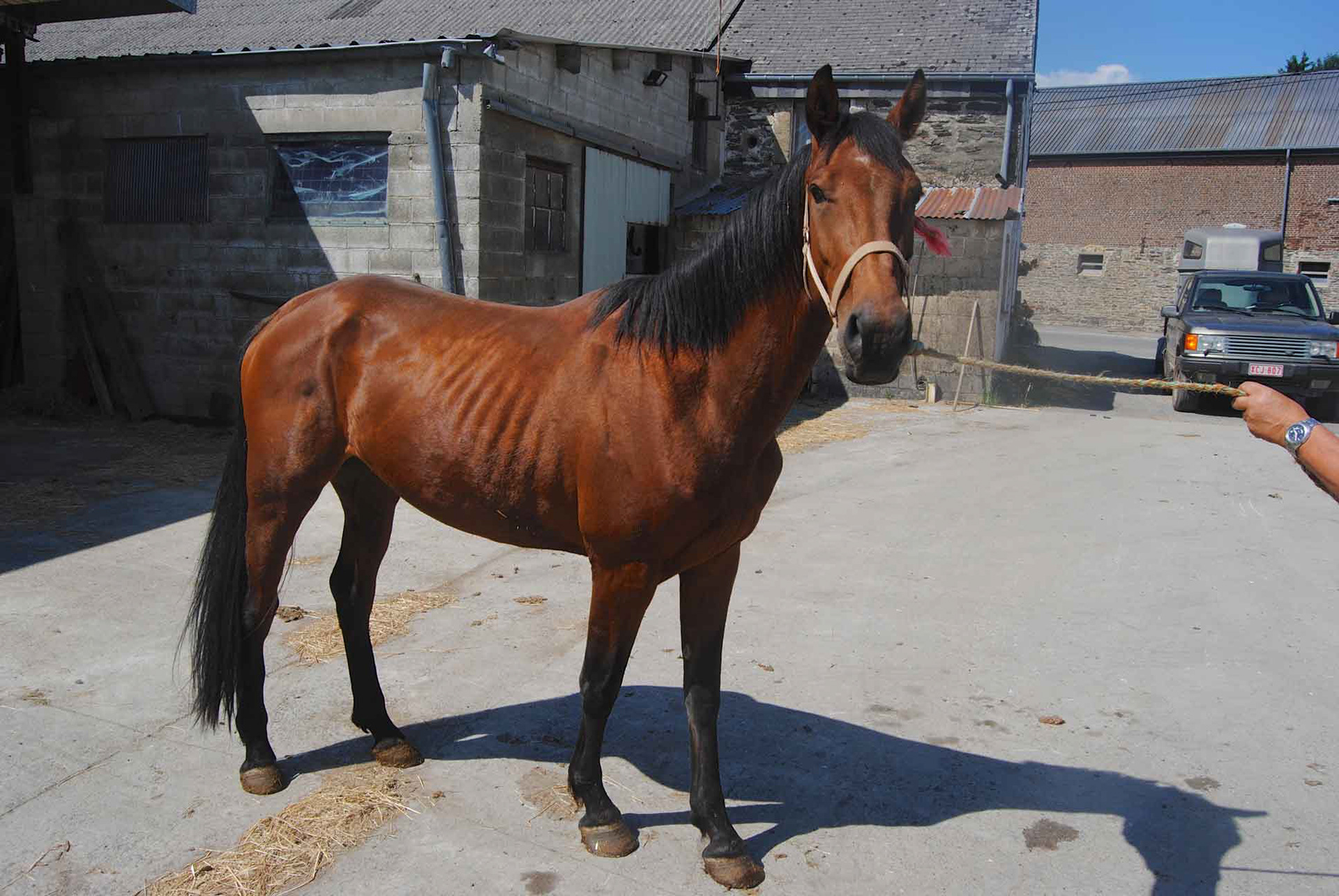 L’état de privations épouvantable et de négligence lamentable de nombreux chevaux que nous recueillons témoigne avec éloquence combien ces malheureux ont été gravement abandonnés et nécessitaient notre intervention.