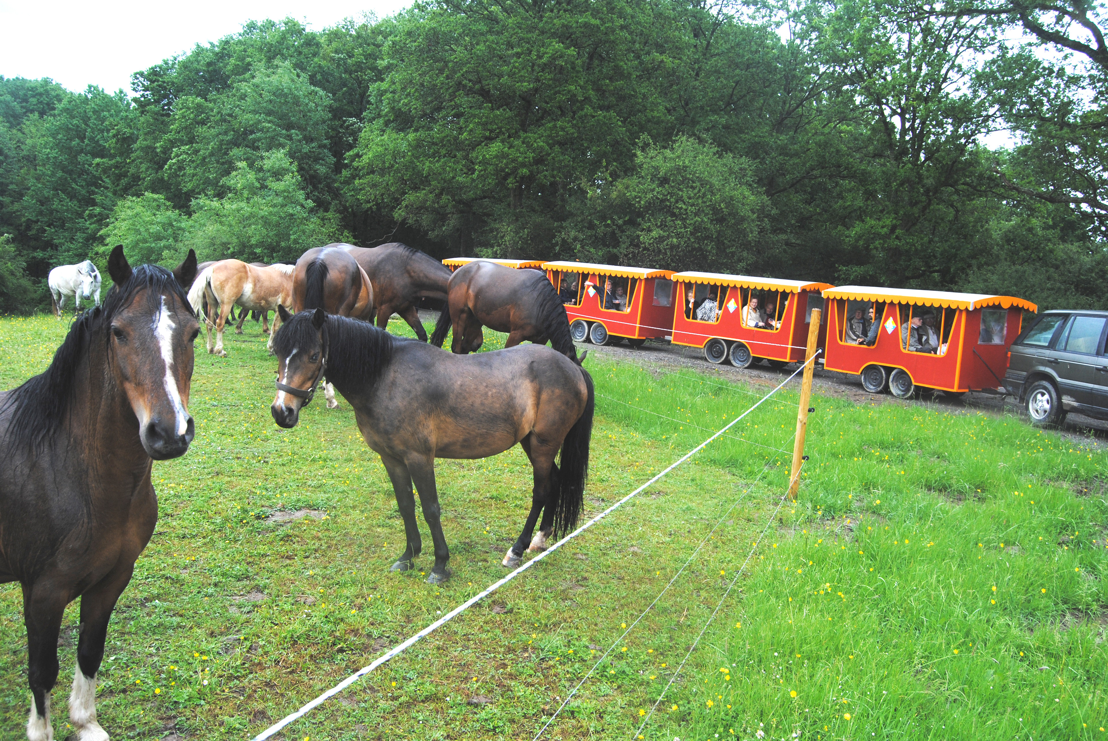 Découvrez nos chevaux dans leur milieu naturel