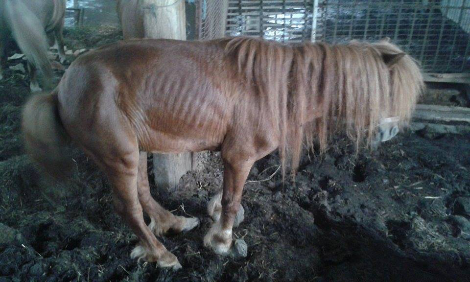 Voyez dans quel état nous avons recueilli ce poney avec plusieurs autres.   Pieds jamais soignés, état de maigreur absolu, fourbure