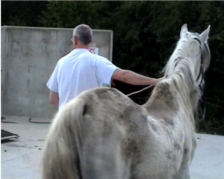 Combien de  chevaux au pauvre corps affreusement  amaigri, couvert de blessures encore saignantes ou de traces douloureuses de coups  100 CHEVAUX SUR L HERBE s’est empressé de  sauver.
