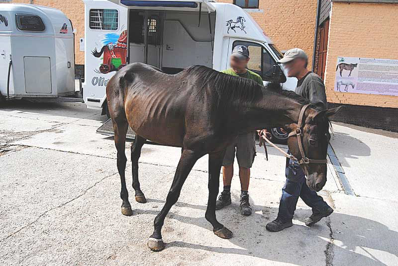 L'état de maigreur de certains chevaux traduisent clairement la négligence outrancière et impardonnable de ceux qui les détenaient