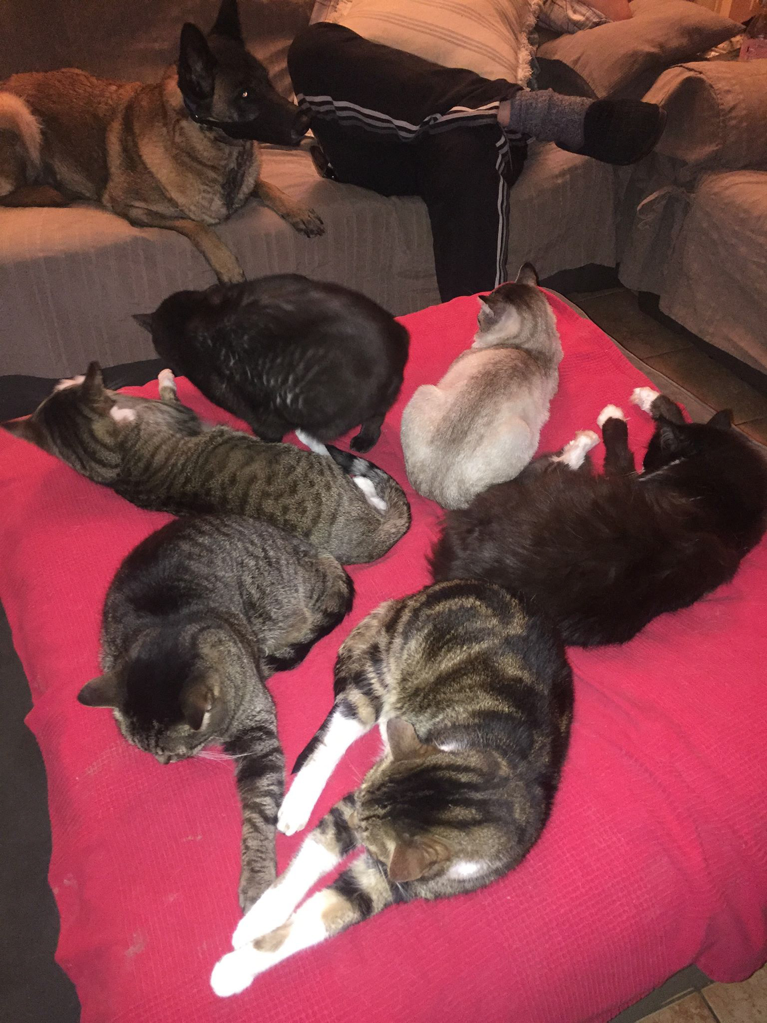 20 chats qui ont été tous abandonnés au Refuge vivent chez Annick et Marc