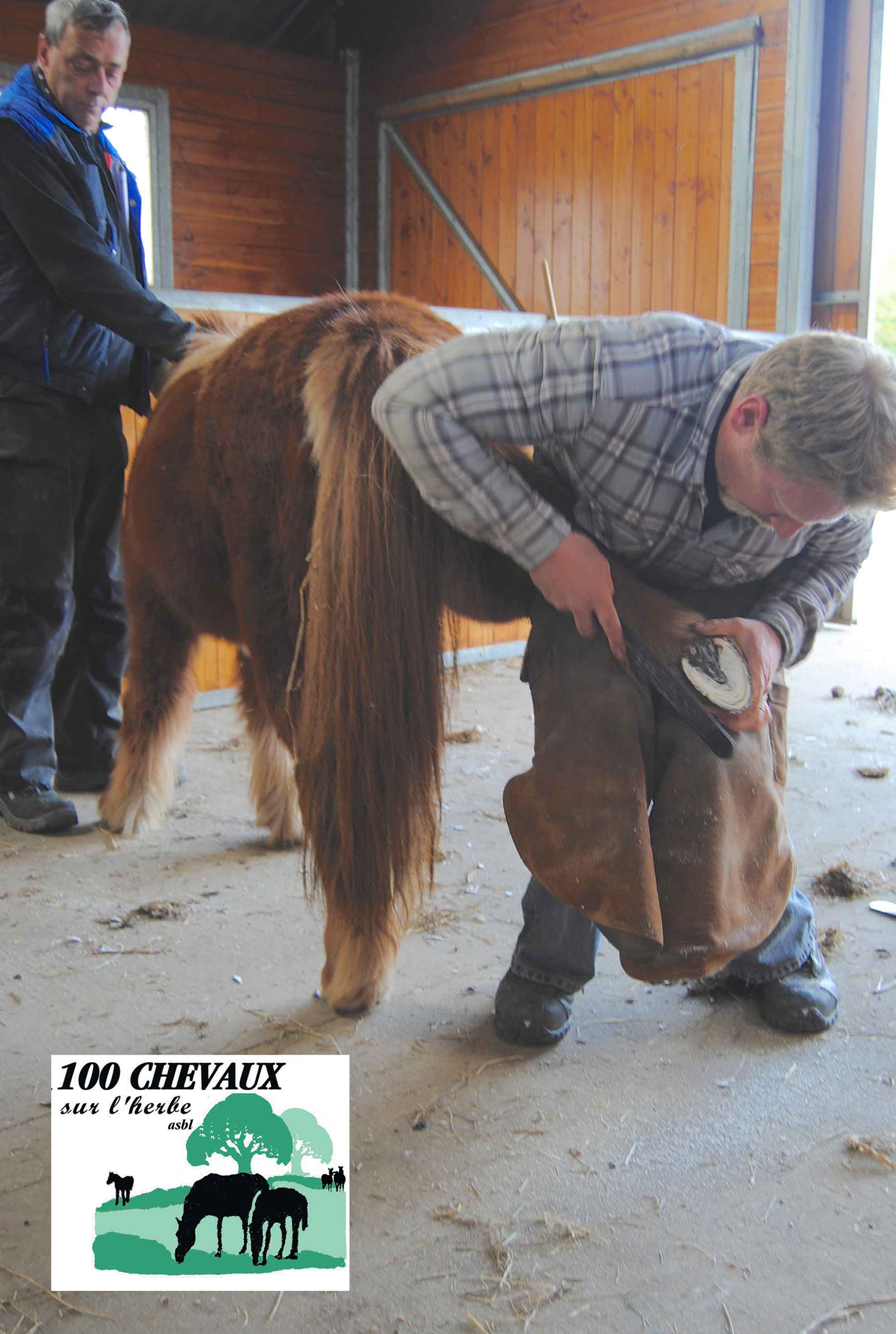 Pas toujours aisé de faire les pieds des poneys