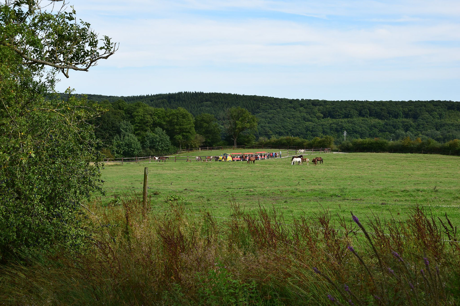 Un domaine magnifique de 18 hectares avec plus de 120 équidés...