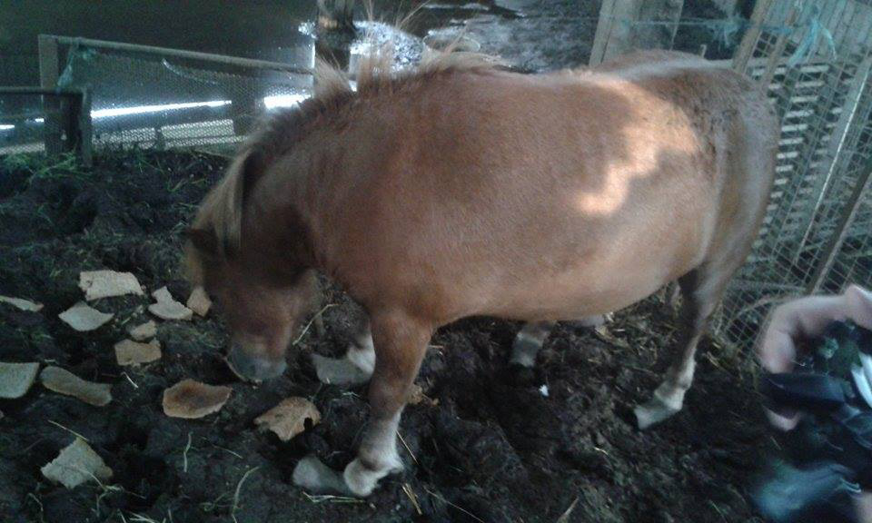 NOUS AVONS RETIRE CE MALHEUREUX PONEY A SON PROPRIETAIRE; REGARDER L'ETAT SCANDALEUX DES SABOTS