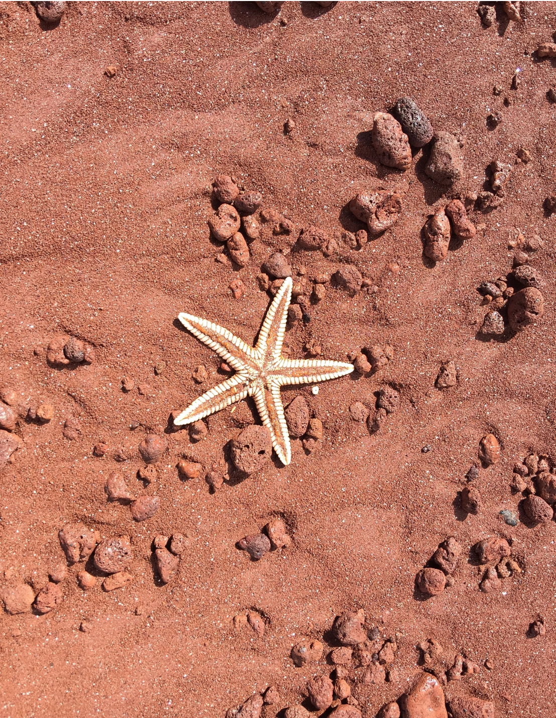 The Galapagos Islands