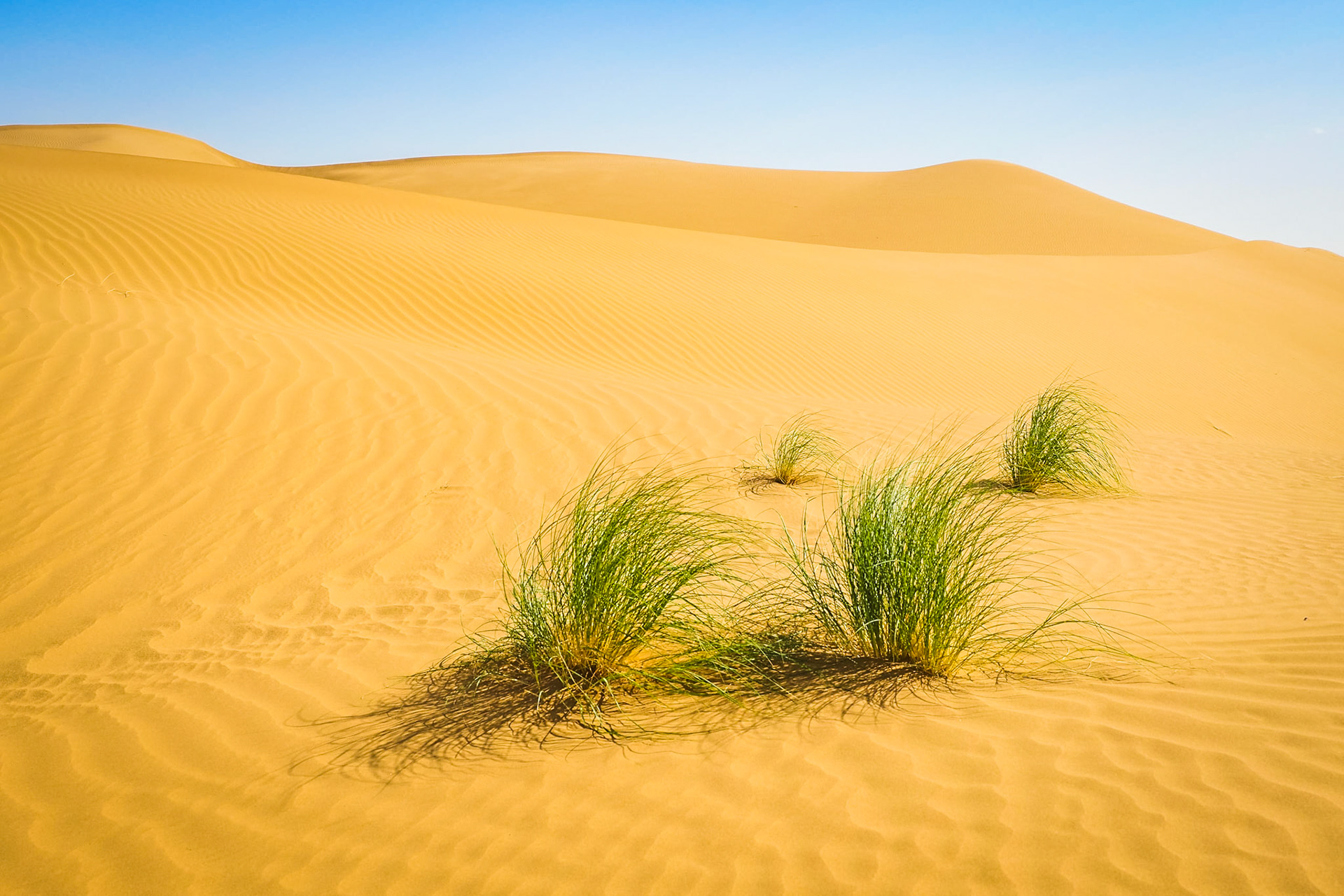 Karakum Wüste, Turkmenistan