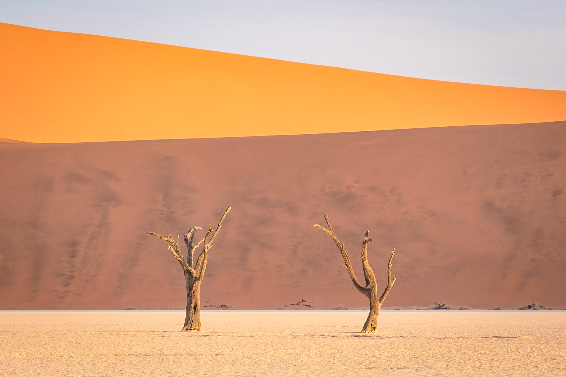 Kameldornbäume in der Deadvlei