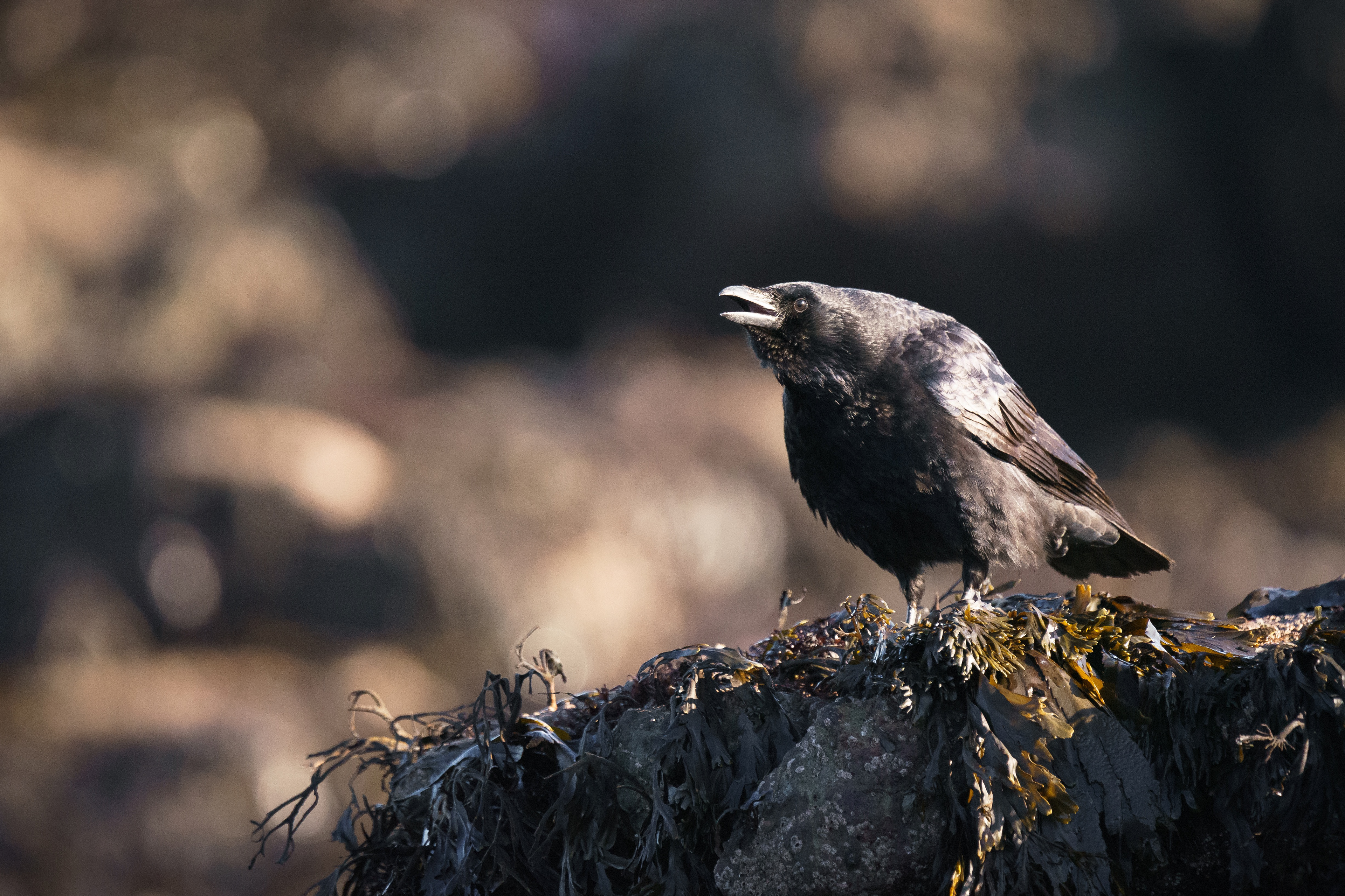 Carrion crow, North Berwick