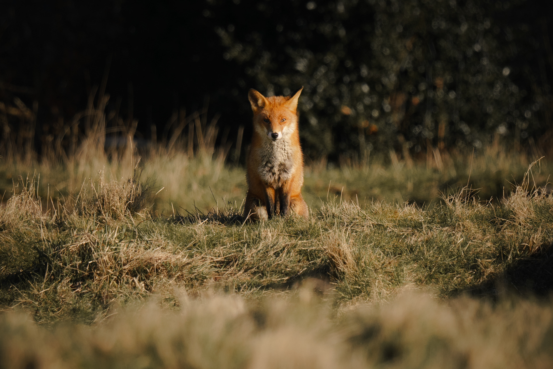 Fox, Mortonhall