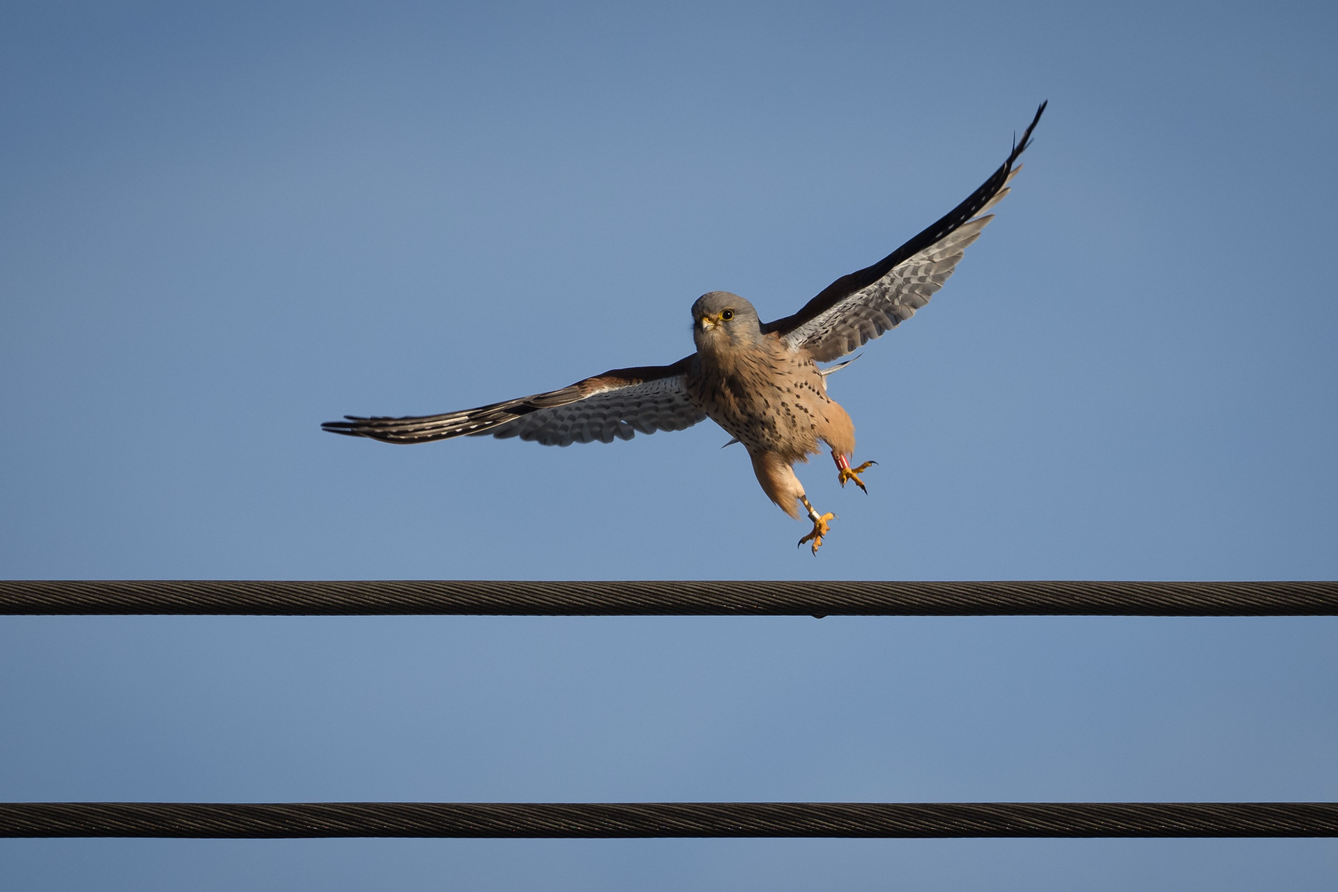 Kestrel, Mortonhall