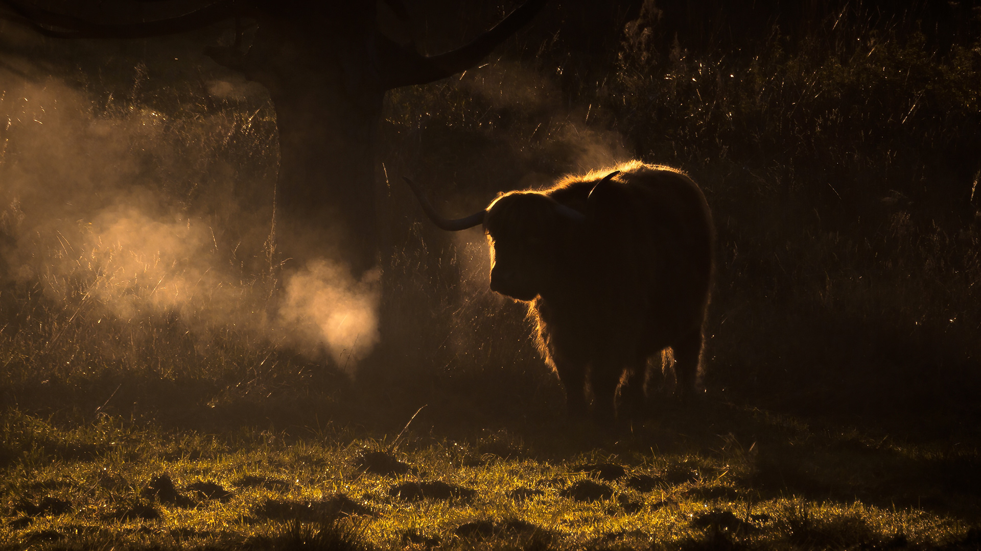 Highland Cow, Mortonhall