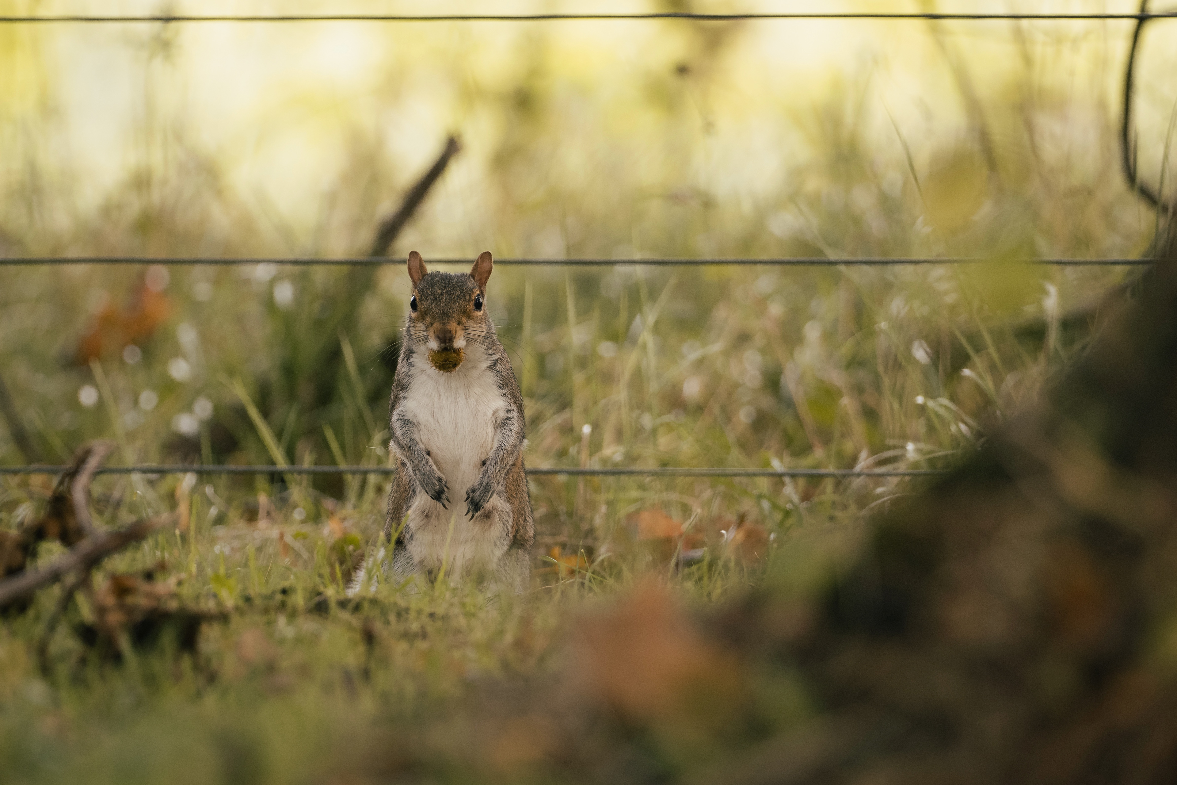 Grey Squirrel, Mortonhall