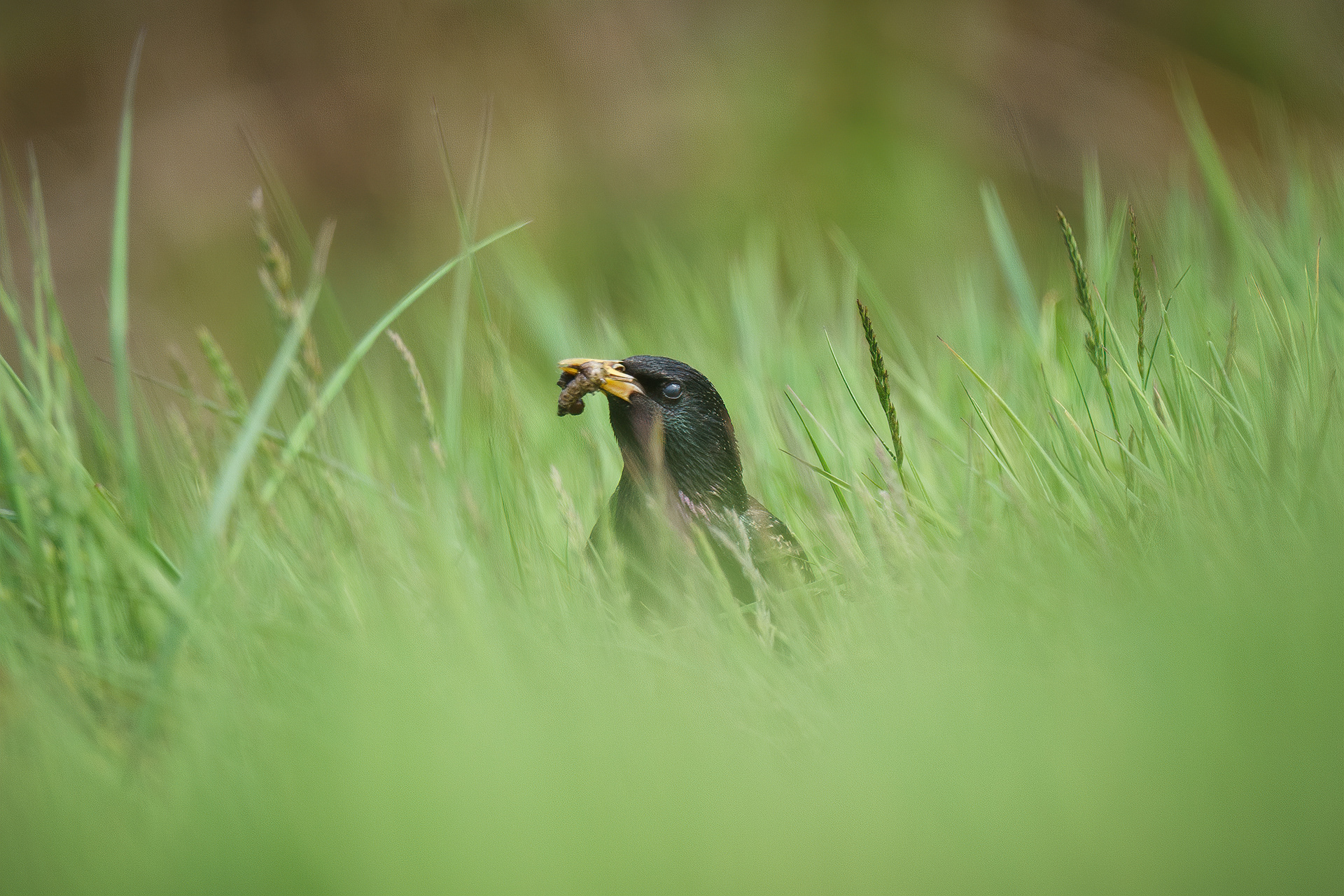Starling, Blackford Hill
