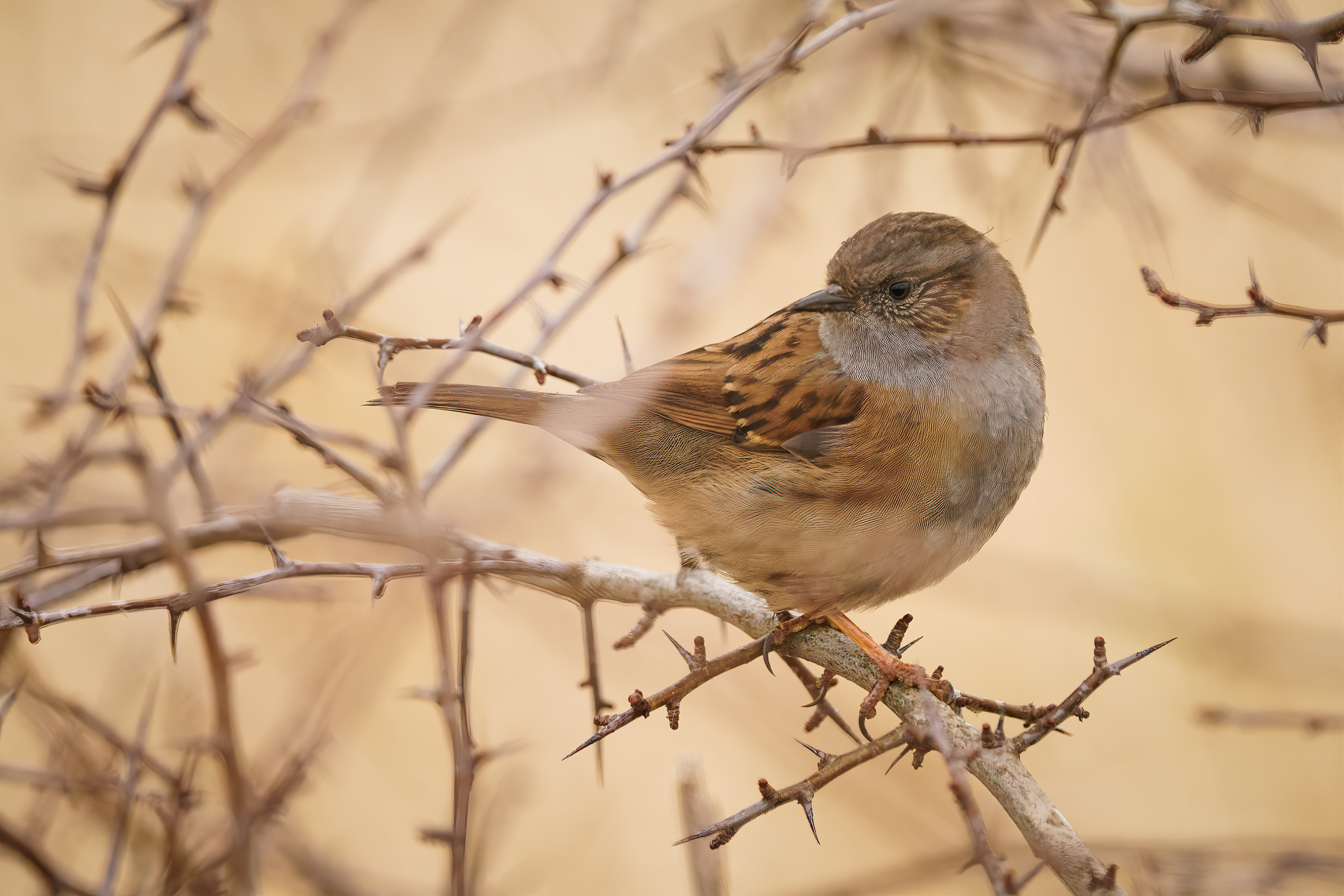 Dunnock, Mortonhall