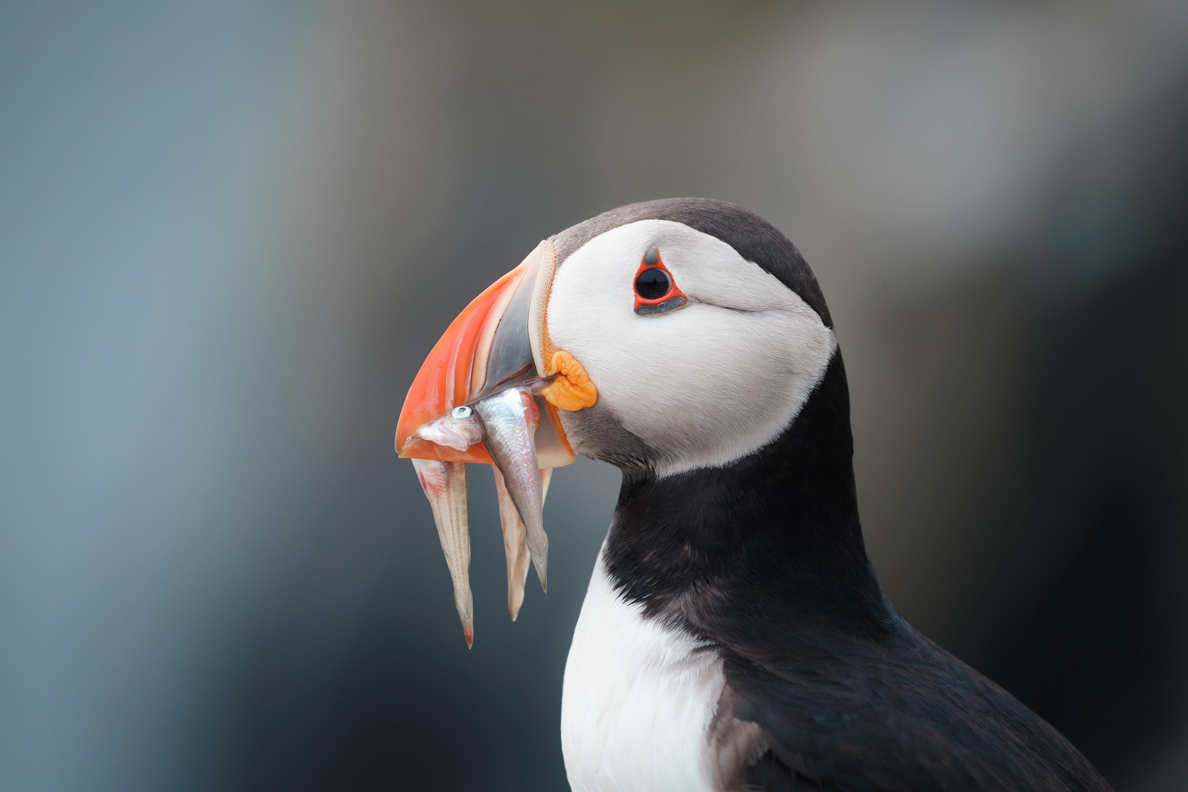 Puffin, Isle of May