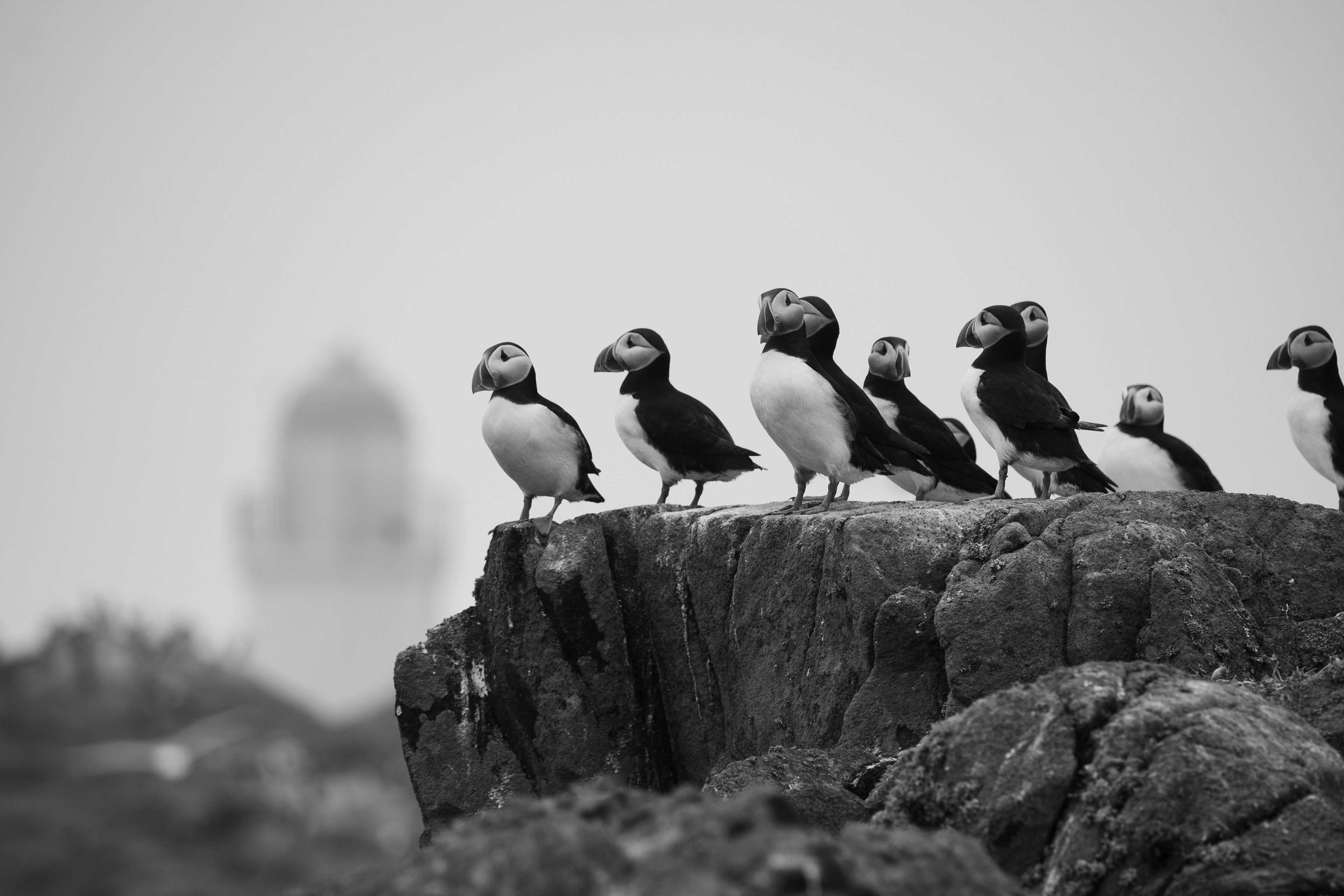 Puffins, Isle of May