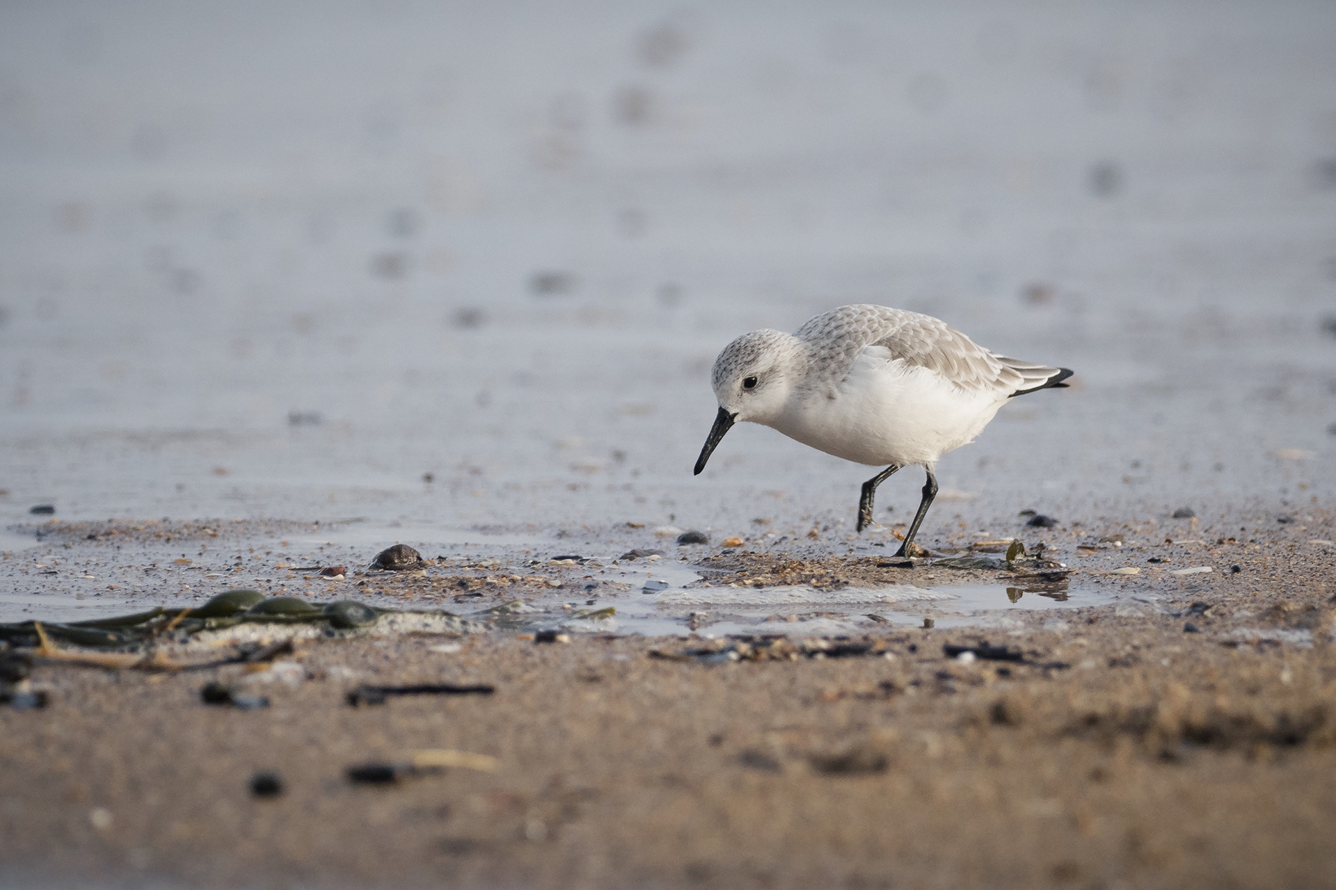 Sanderling, North Berwick
