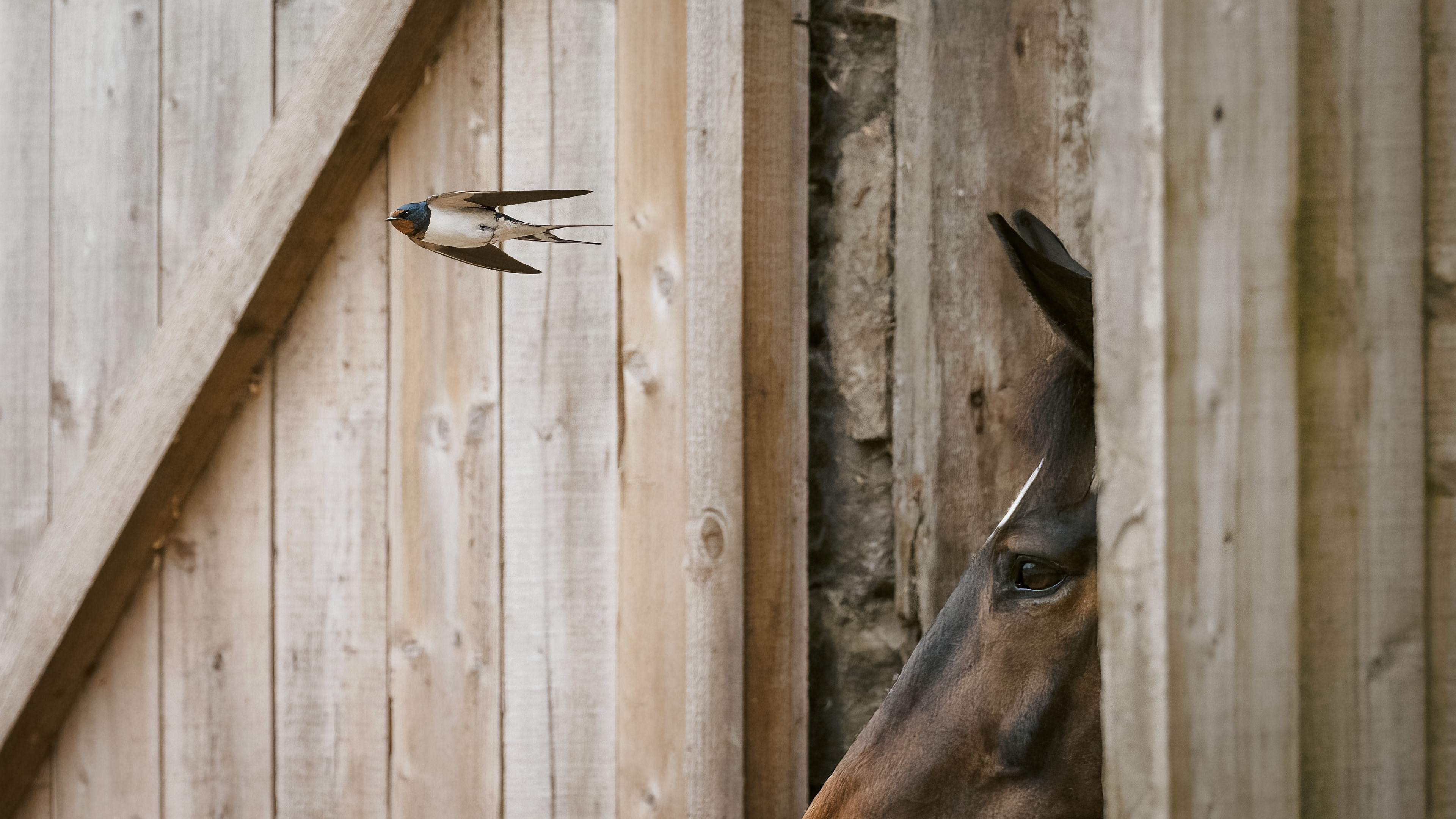 Swallow, Mortonhall Stable