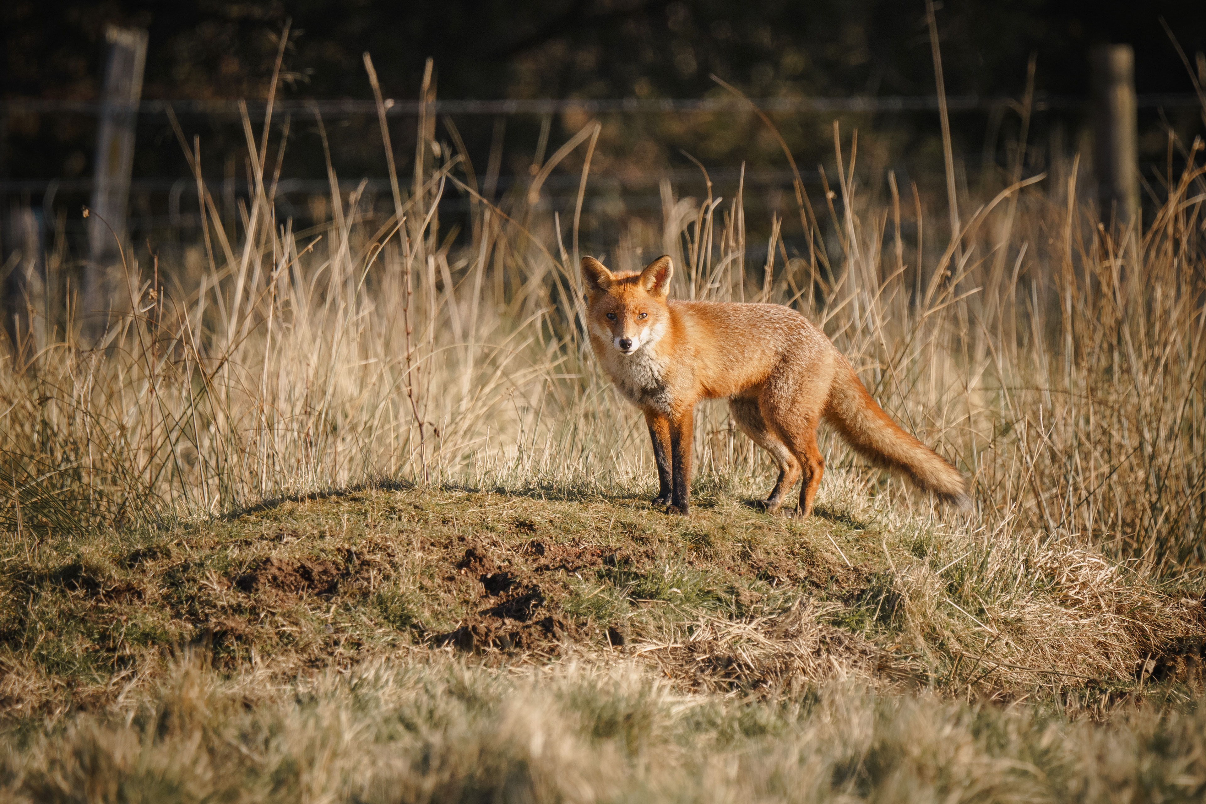 Fox, Mortonhall