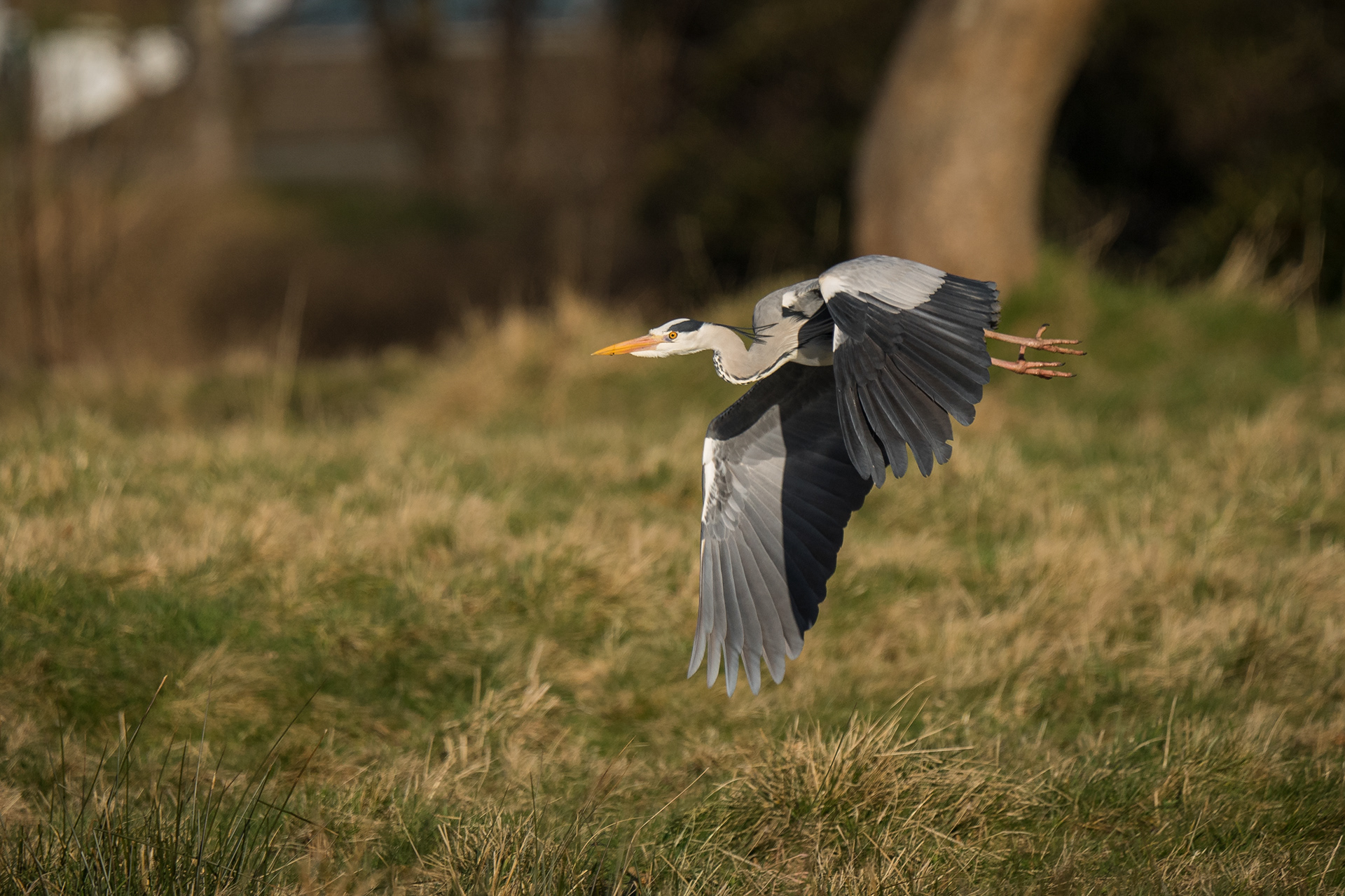Heron, Mortonhall