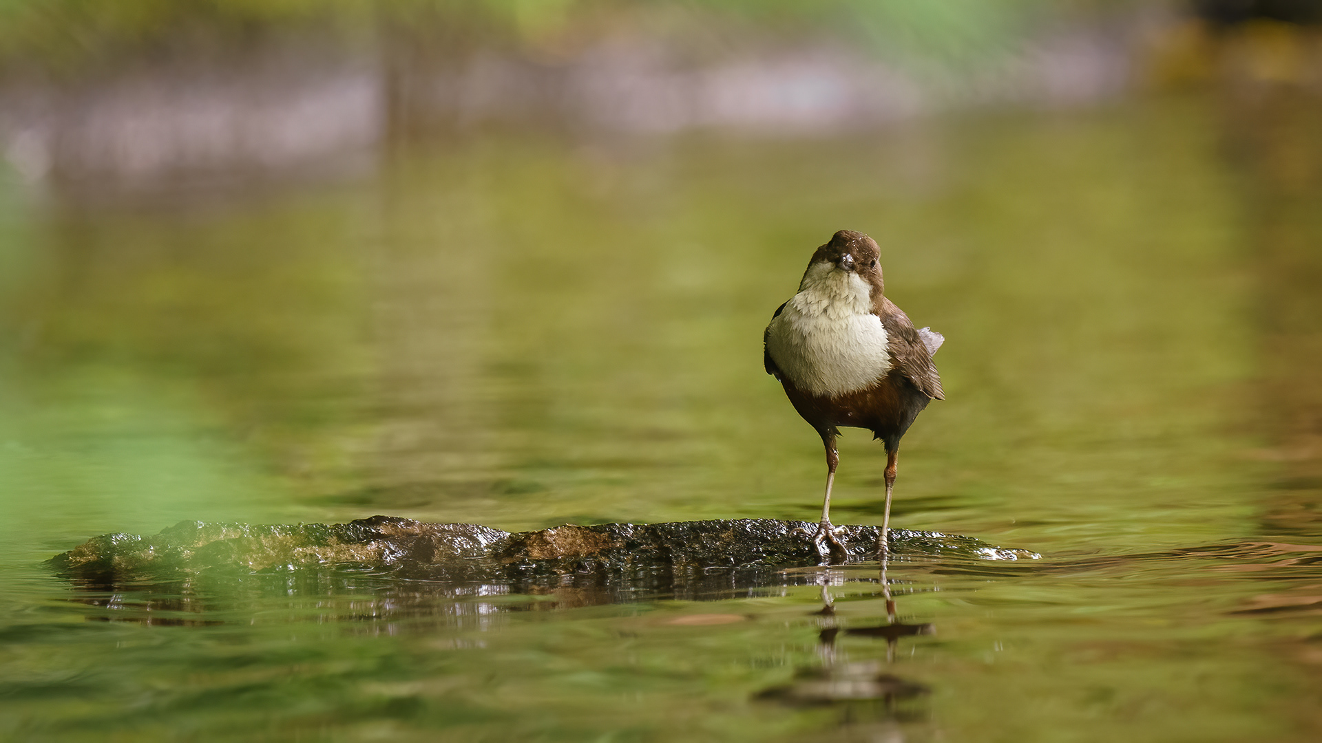 Dipper, Roslin Glen