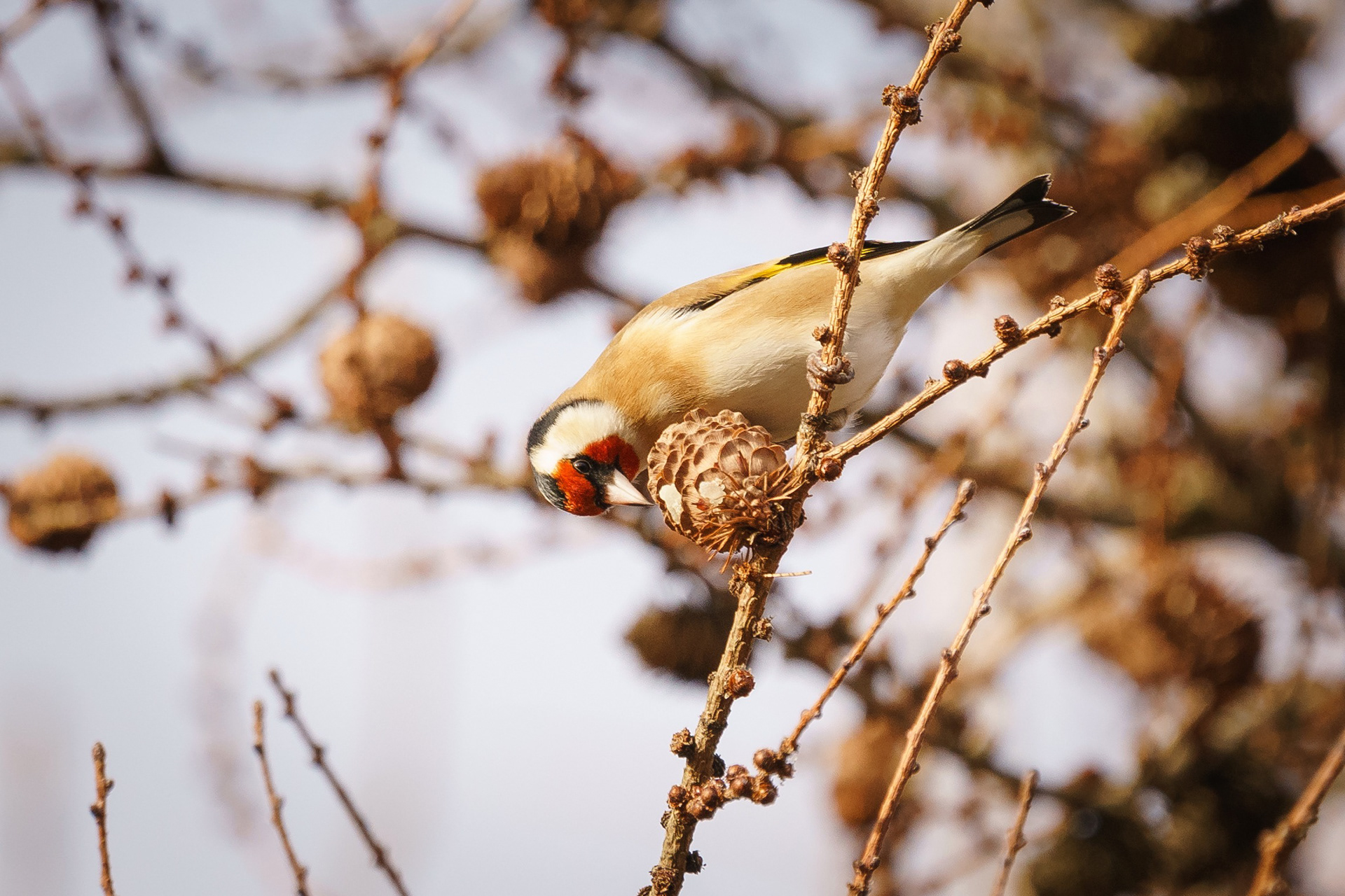 Goldfinch, Mortonhall