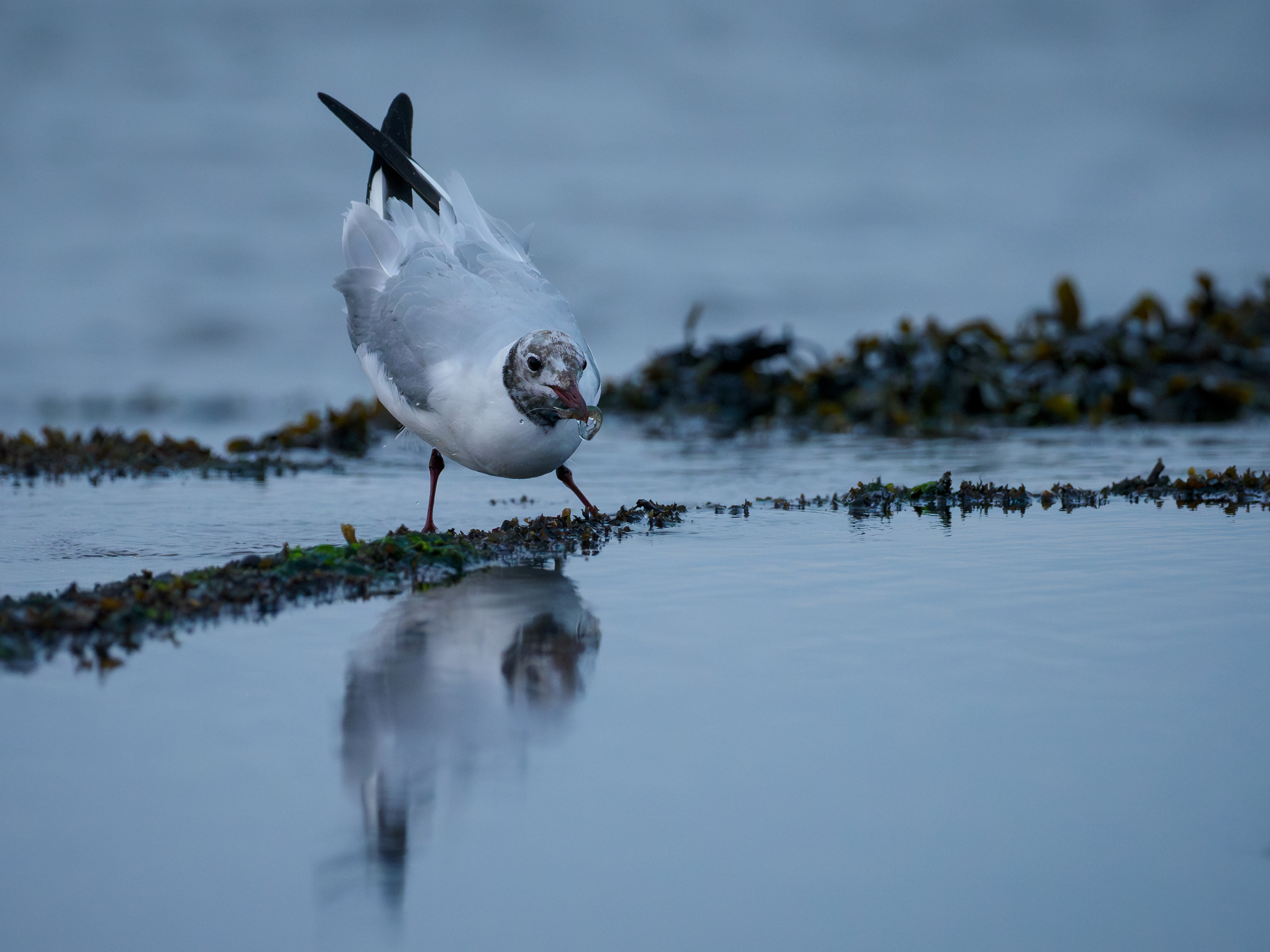 Black-headed Gull, Cramond