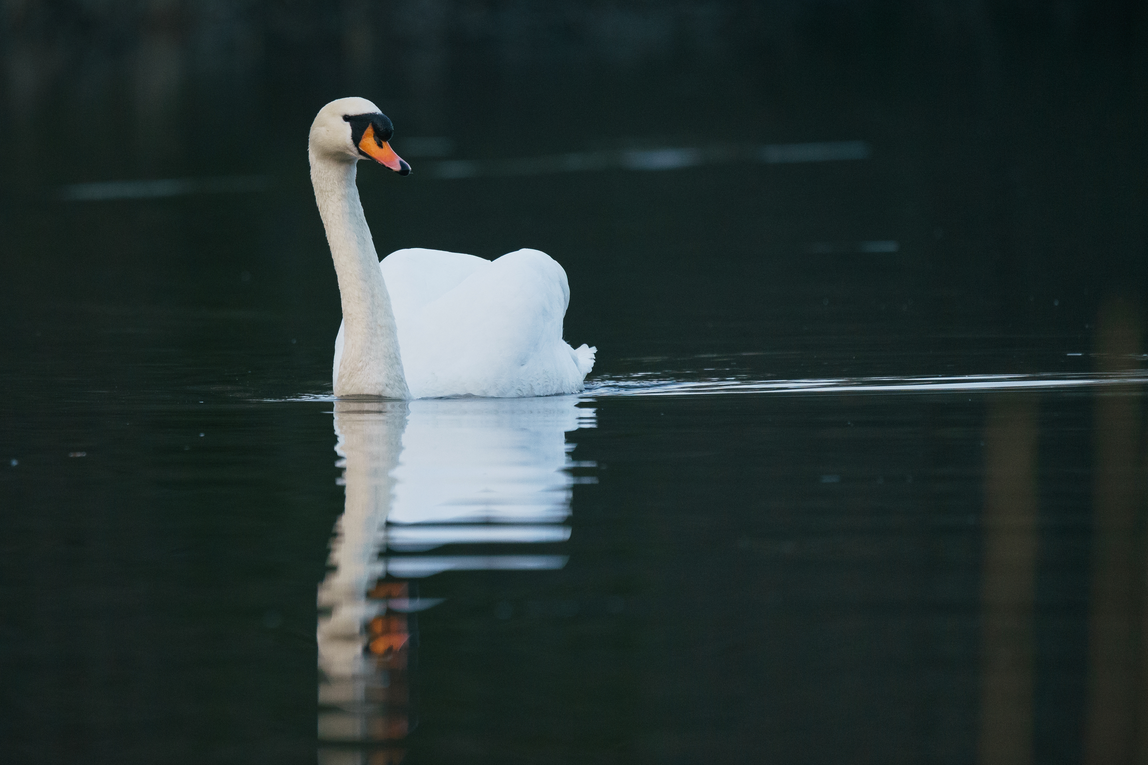 Swan, Straiton pond