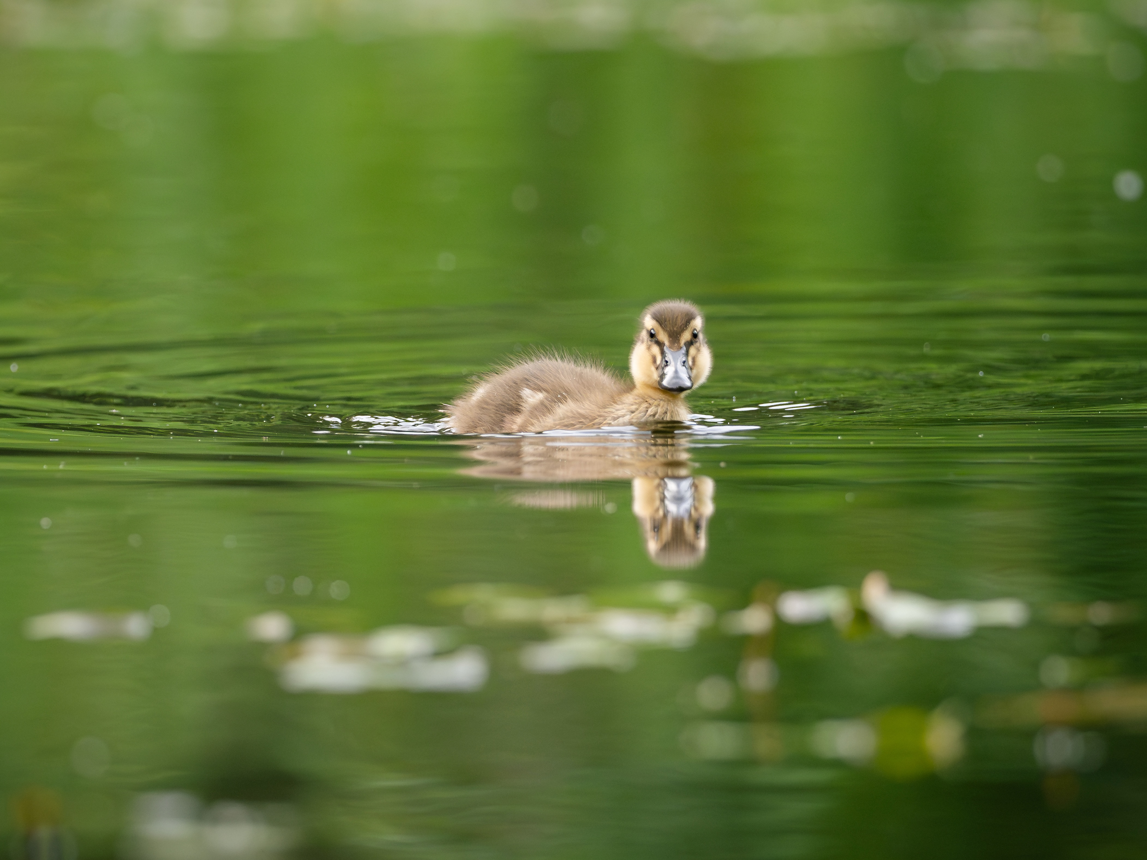 Mallard duckling, Whinfell Forest
