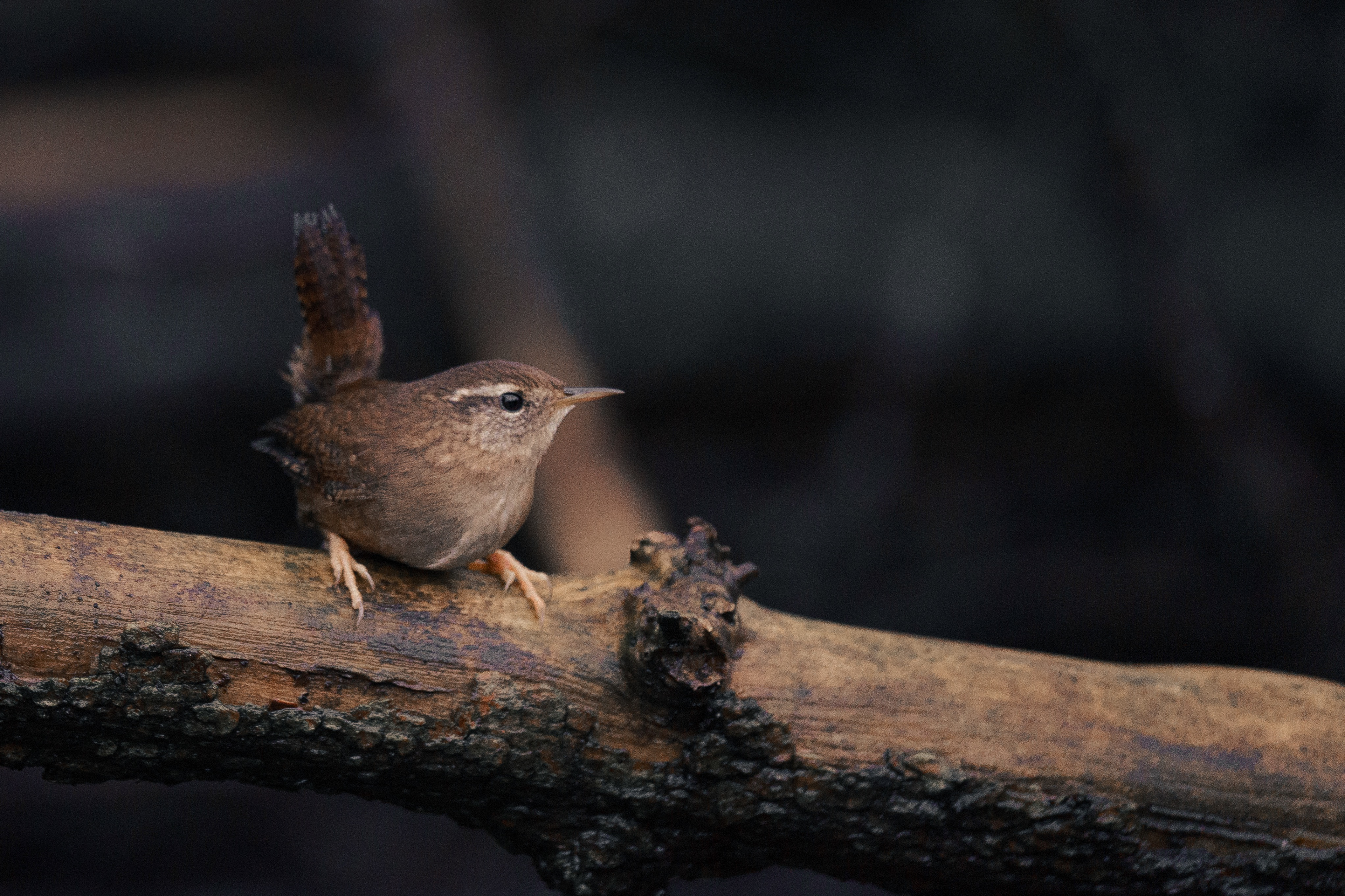 Wren, Mortonhall