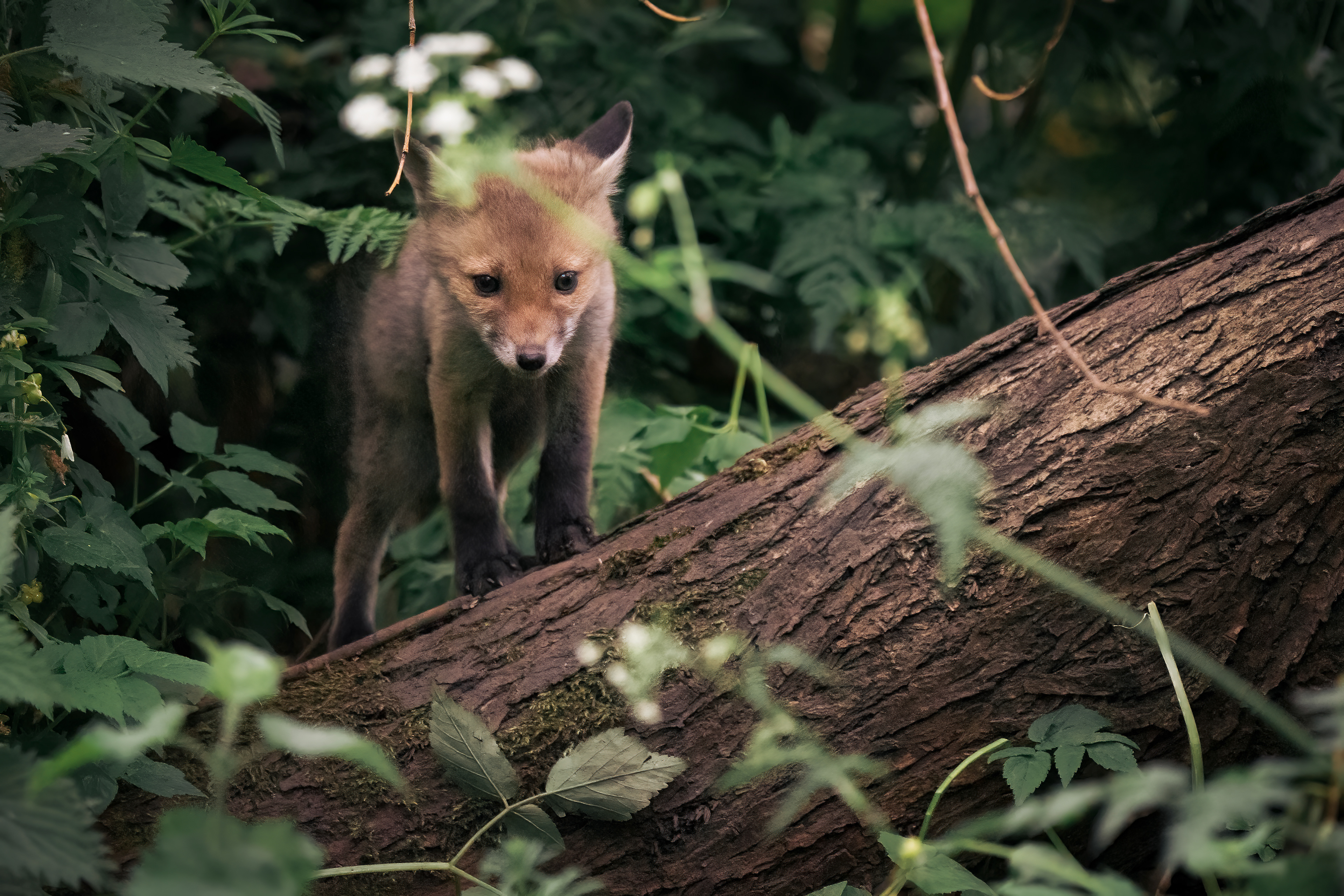 Fox cub, Water of Leith