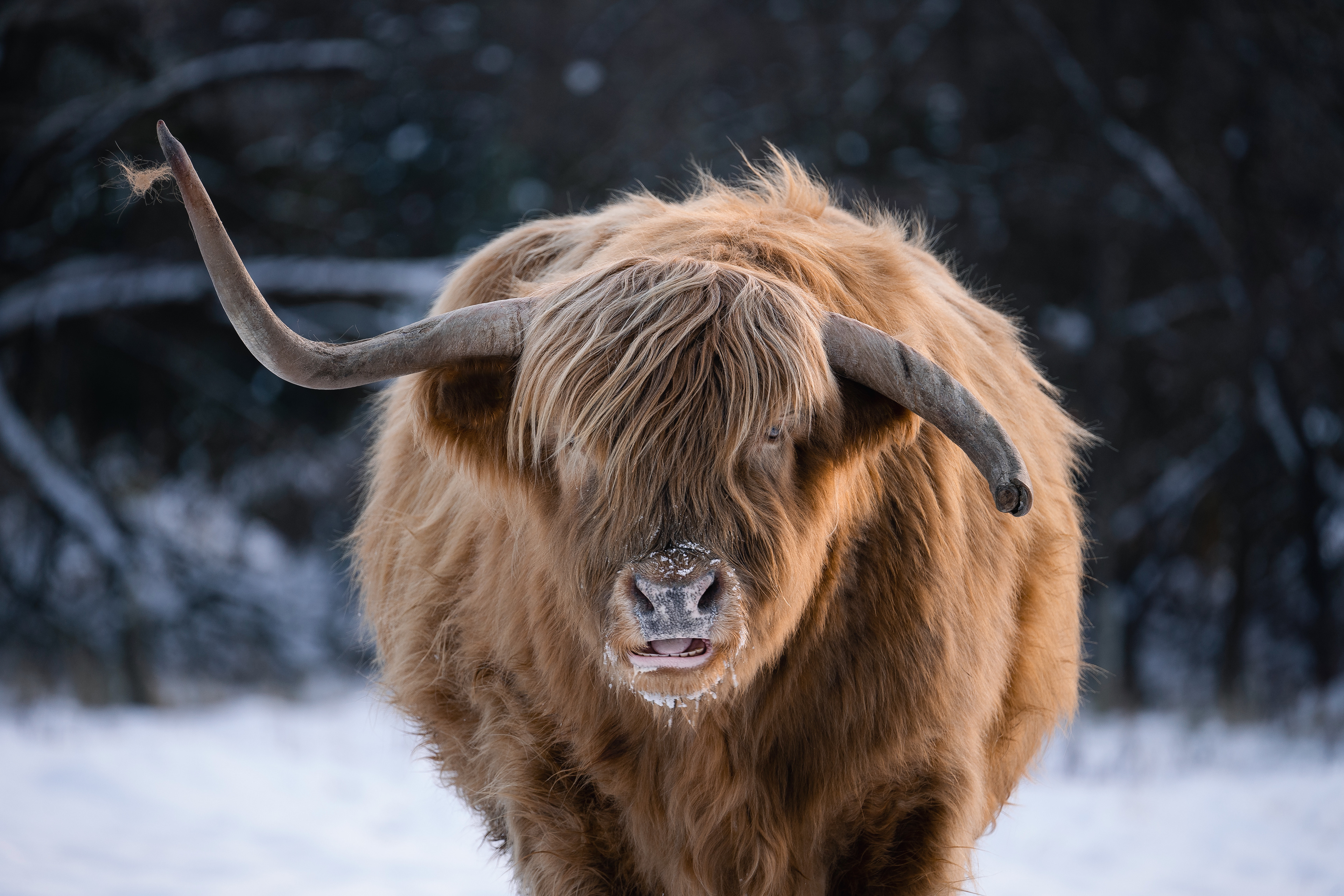 Highland Cow, Mortonhall