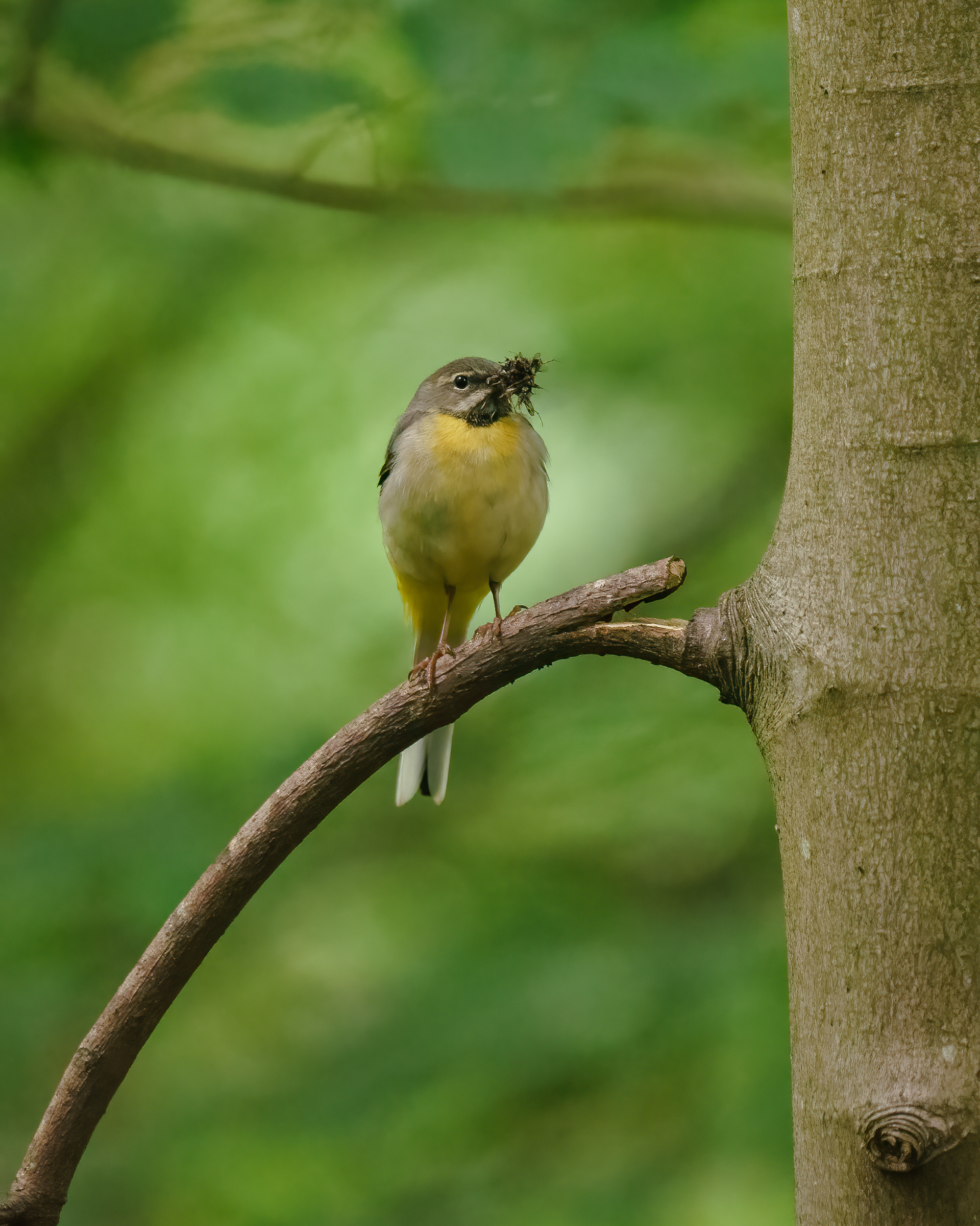 Grey Wagtail, the Braids