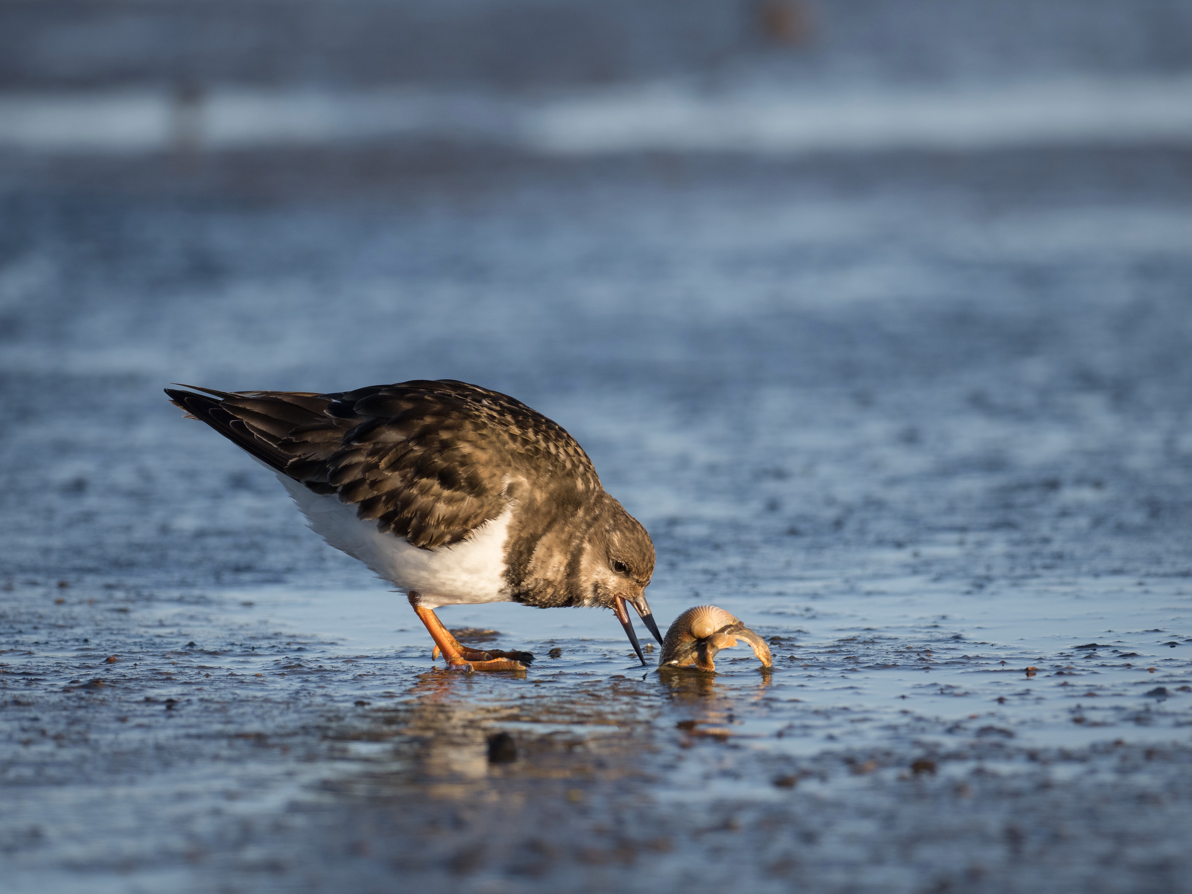 Turnstone, Cramond Island