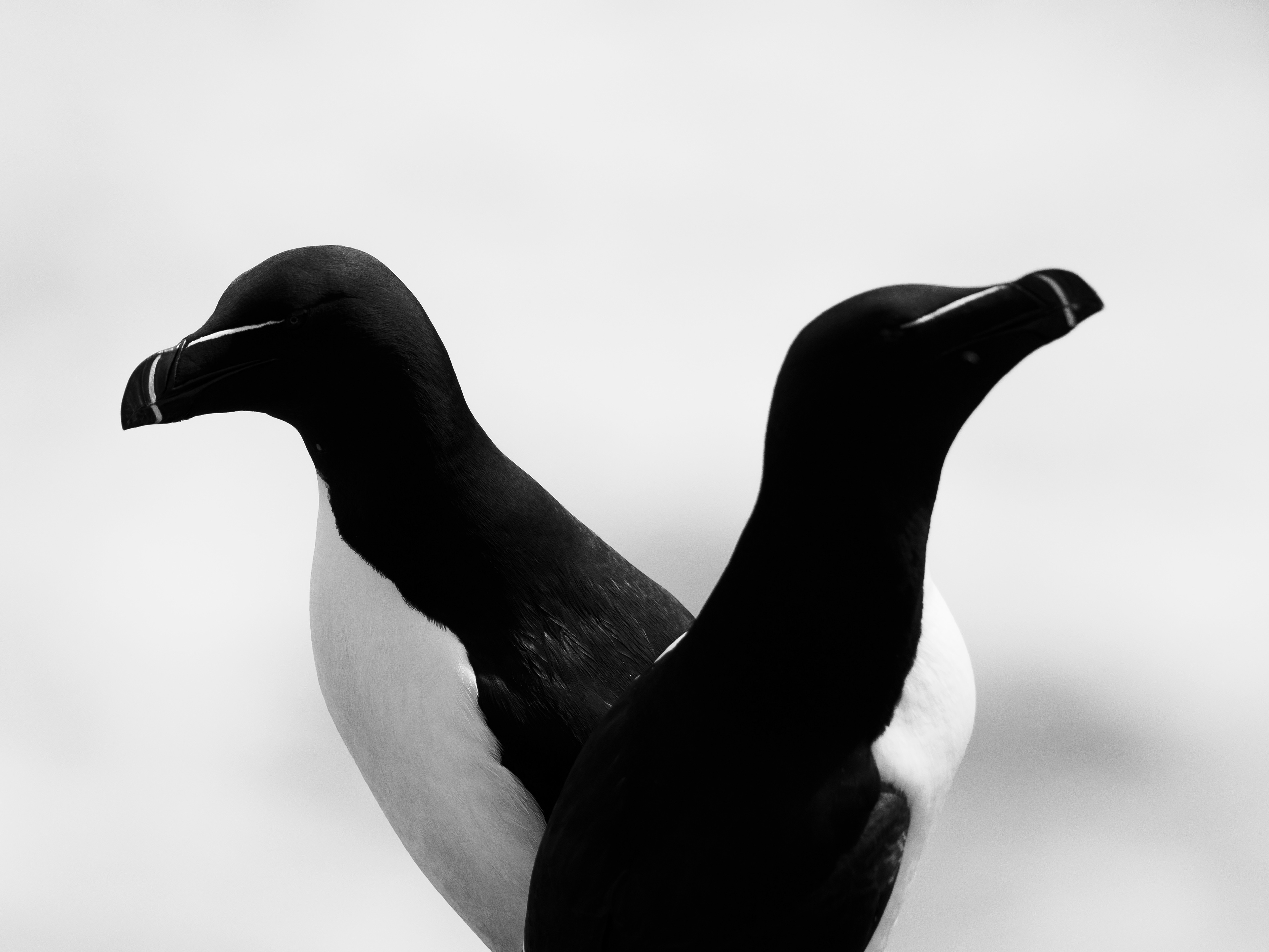 Razorbills, Isle of May
