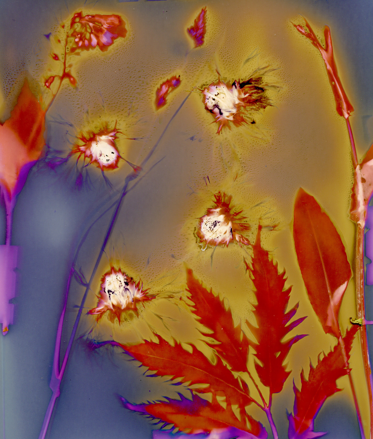 Ian Gale - Centaurea / Coronavirus May 28th (Lumenprint)