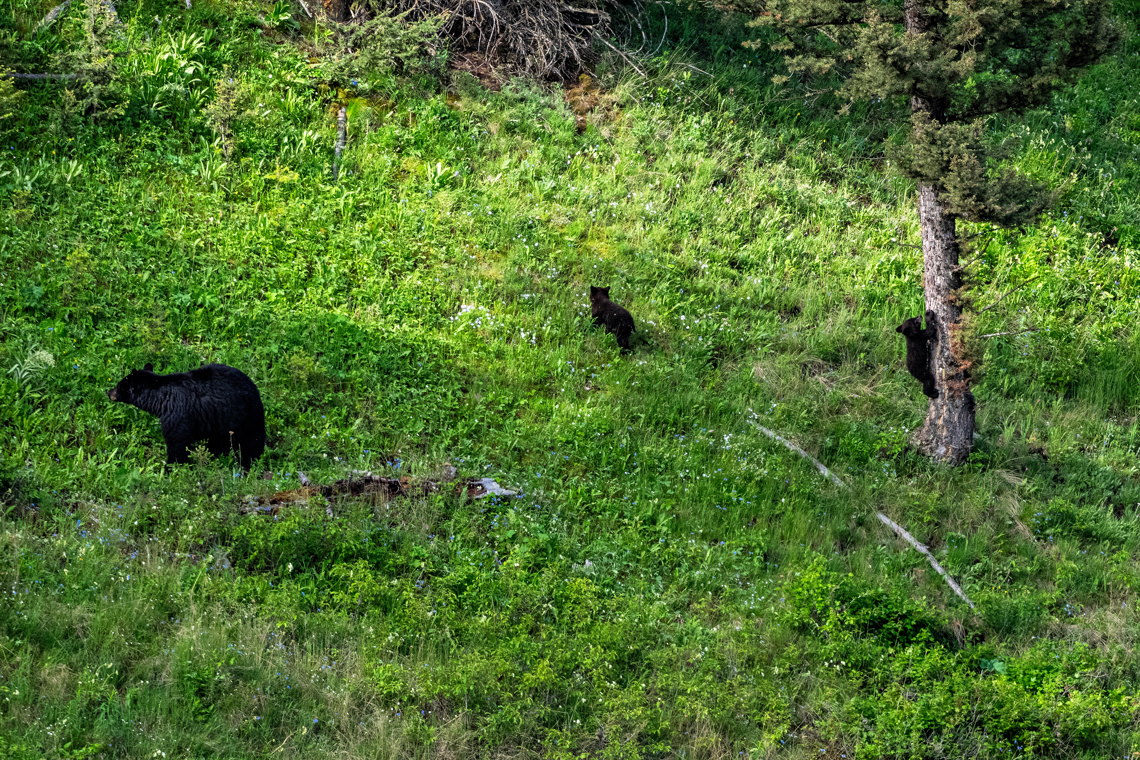 Yellowstone - Femelle grizzly avec ses deux petits