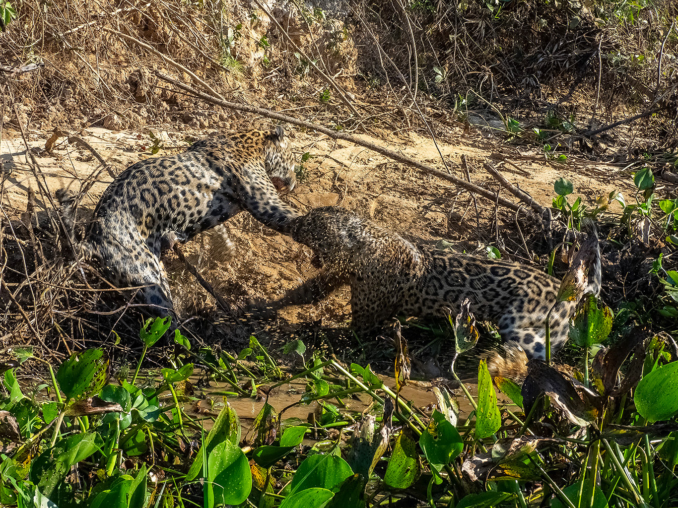 ... qui prétend lui disputer sa proie