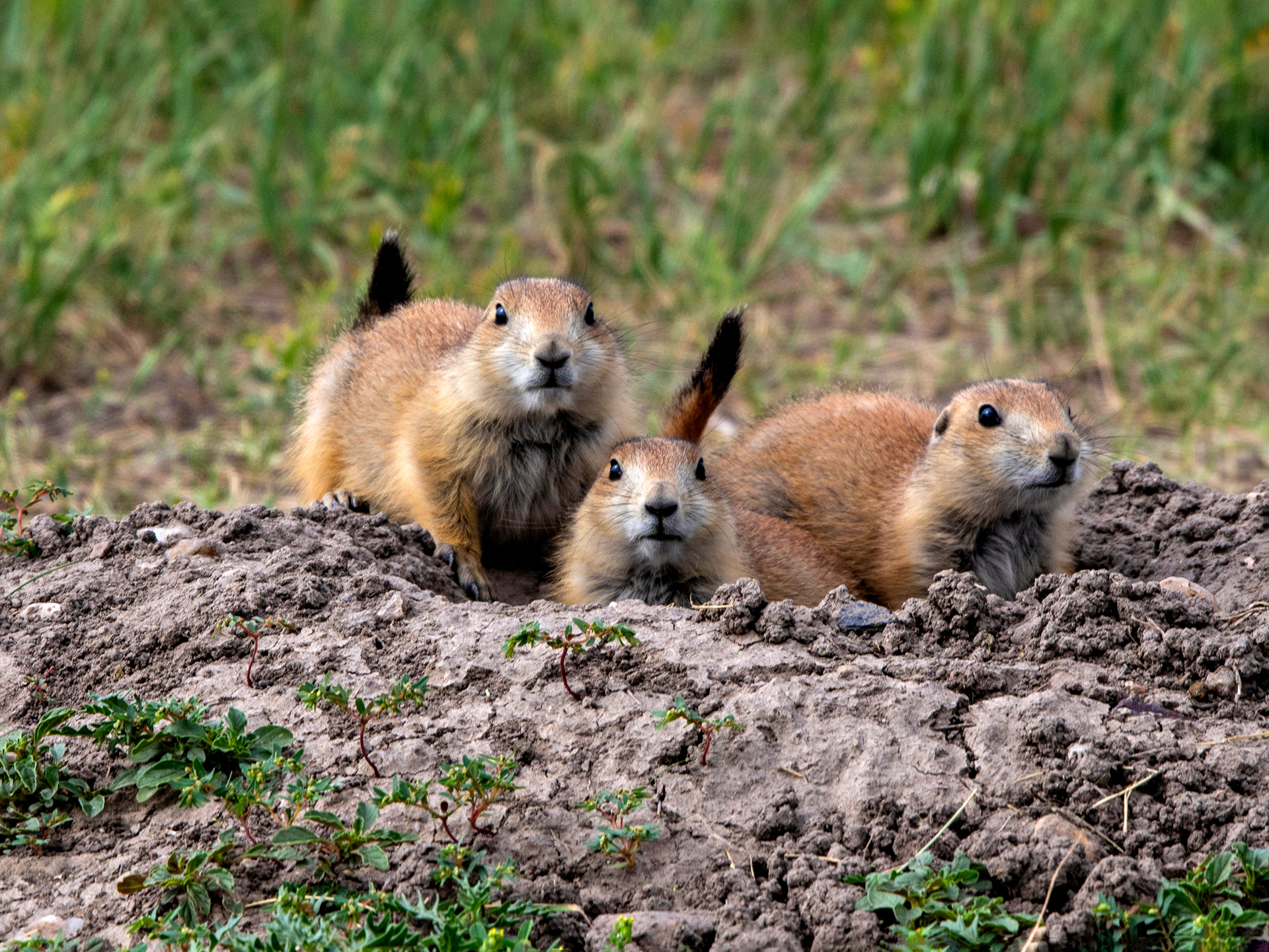 Badlands - Chiens de prairie